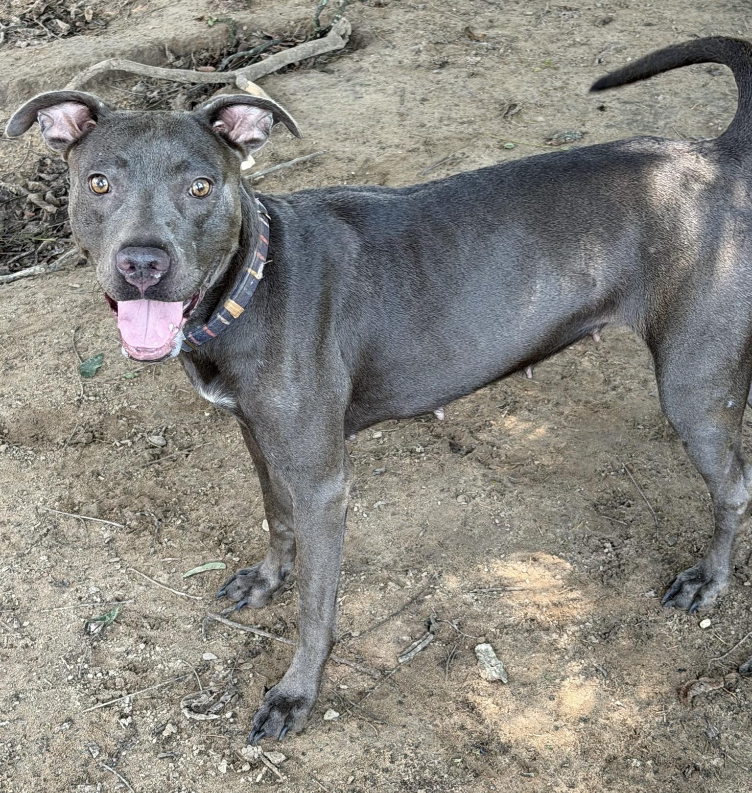 Enlarge Vesta, a Adoptable mixed breed in Monroeville, PA image 6/6