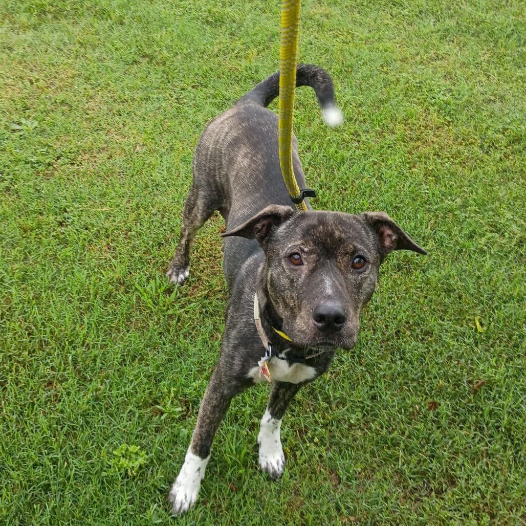 Enlarge Annabelle P45715, a Adoptable mixed breed in Corsicana, TX image 1/2