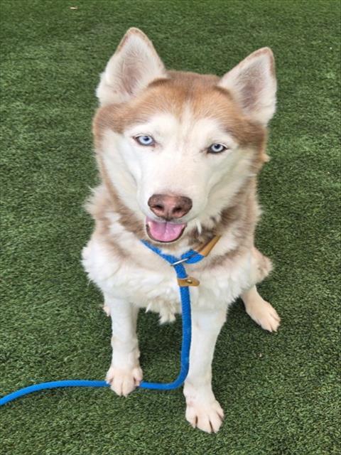 CANELO, Adoptable, Adult Male Husky.