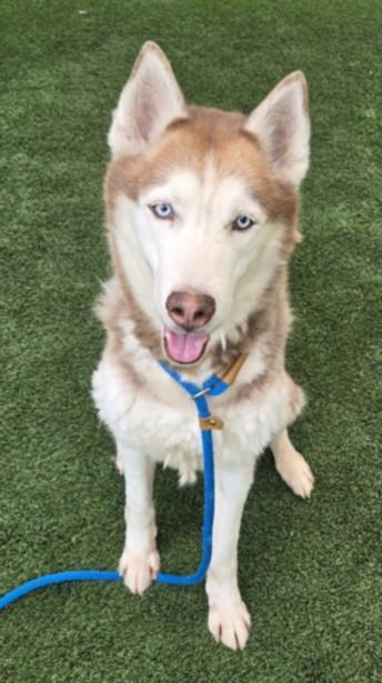 CANELO, Adoptable, Adult Male Husky.