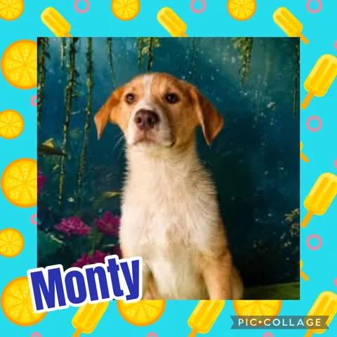 Monty, Adoptable, Puppy Male Australian Shepherd.