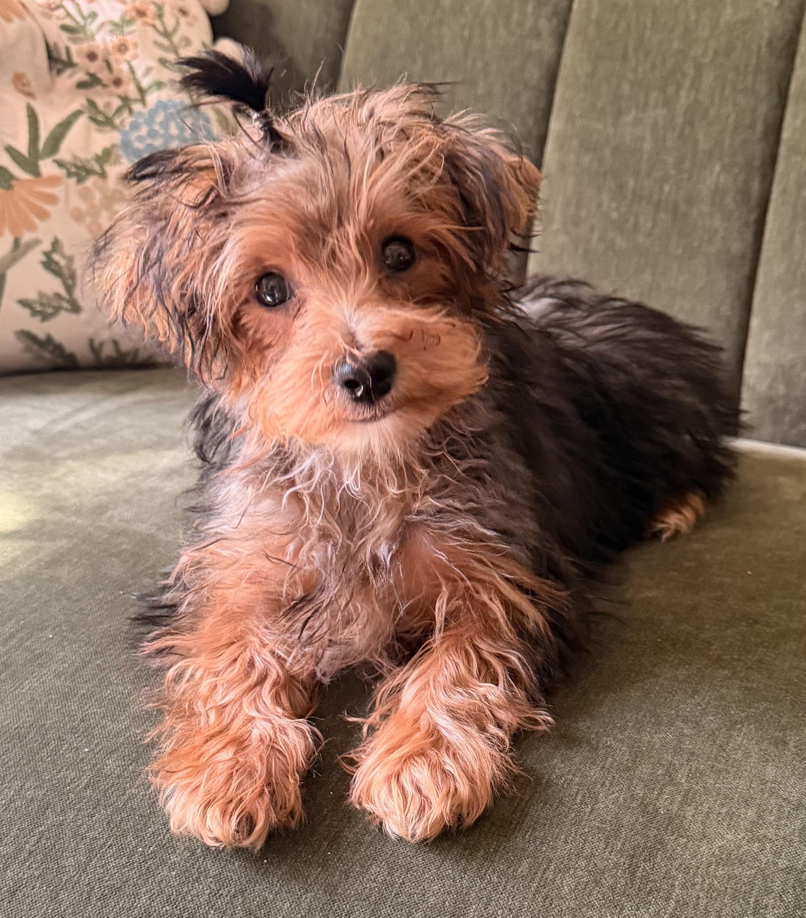 Enlarge Petey, a Adopted mixed breed in Overland Park, KS image 1/2