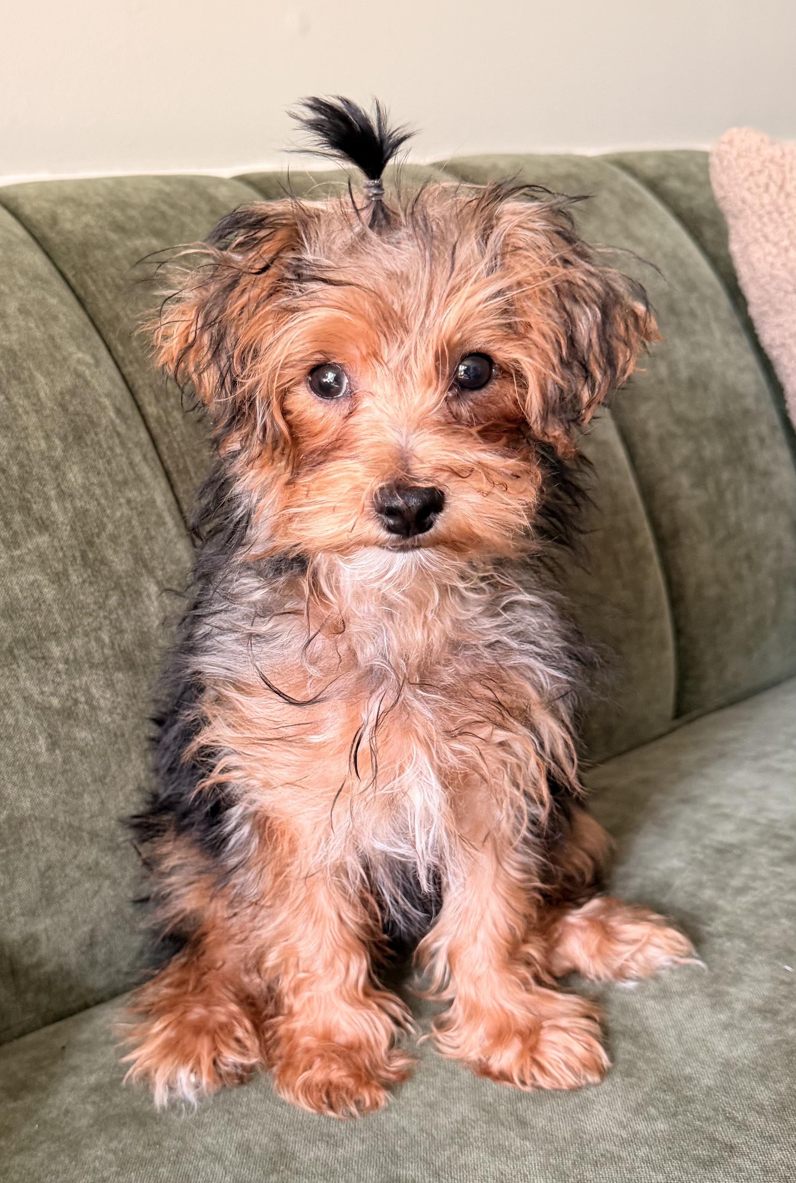 Enlarge Petey, a Adopted mixed breed in Overland Park, KS image 2/2