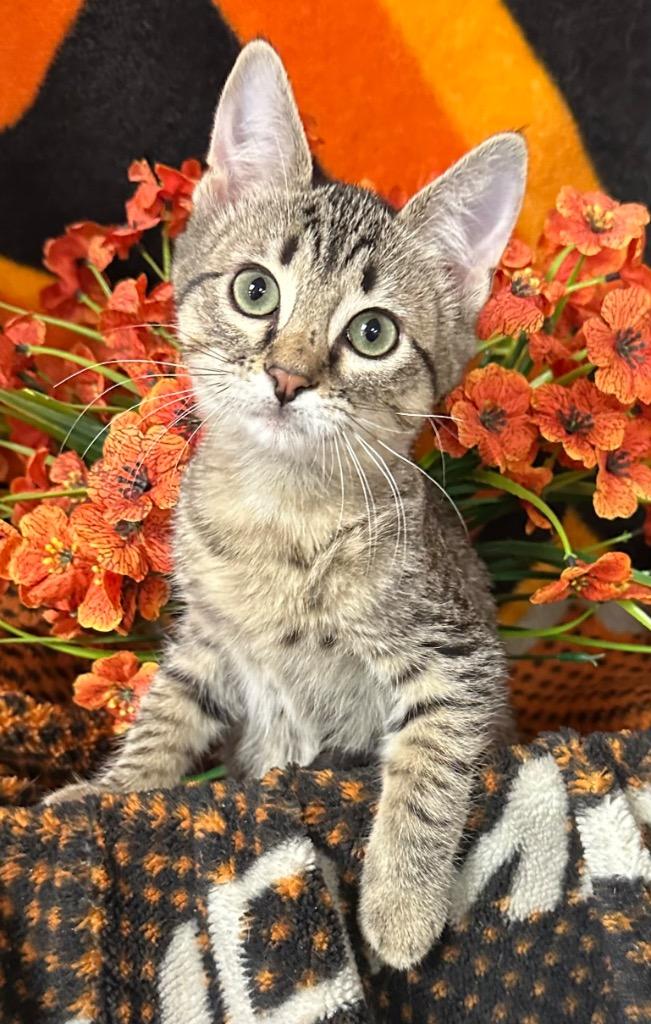 4/26/26 Caroline, Adoptable, Kitten Female Domestic Short Hair.