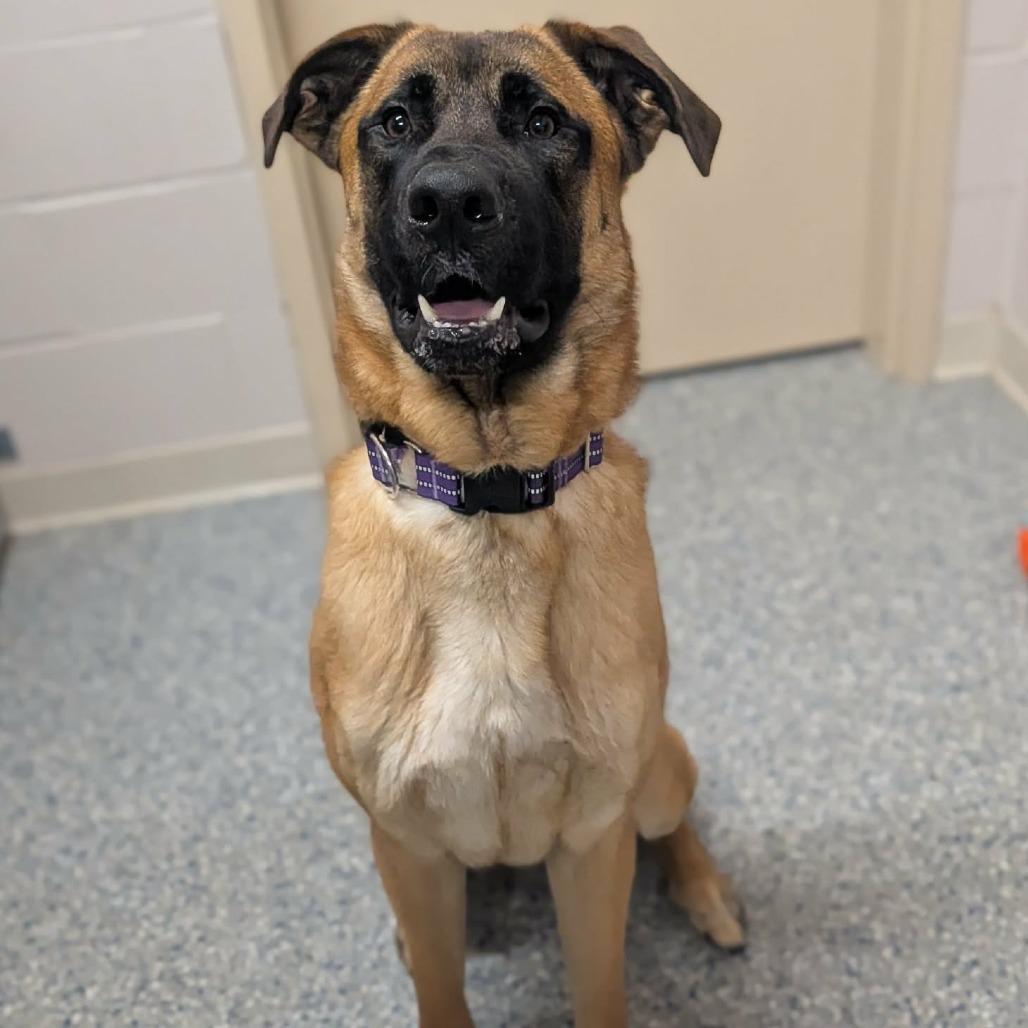 Enlarge Rex, a Adoptable mixed breed in Prairie du Chien, WI image 1/2