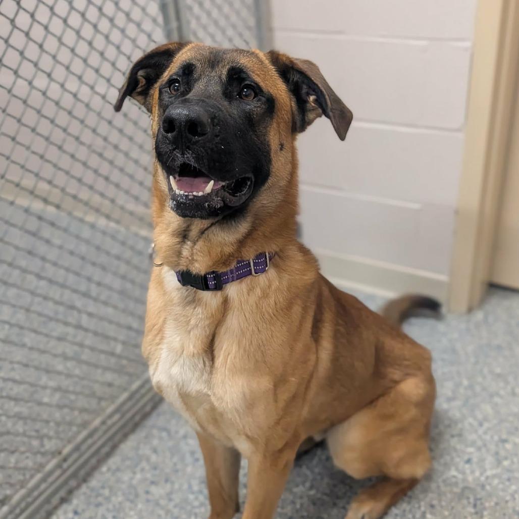 Enlarge Rex, a Adoptable mixed breed in Prairie du Chien, WI image 2/2