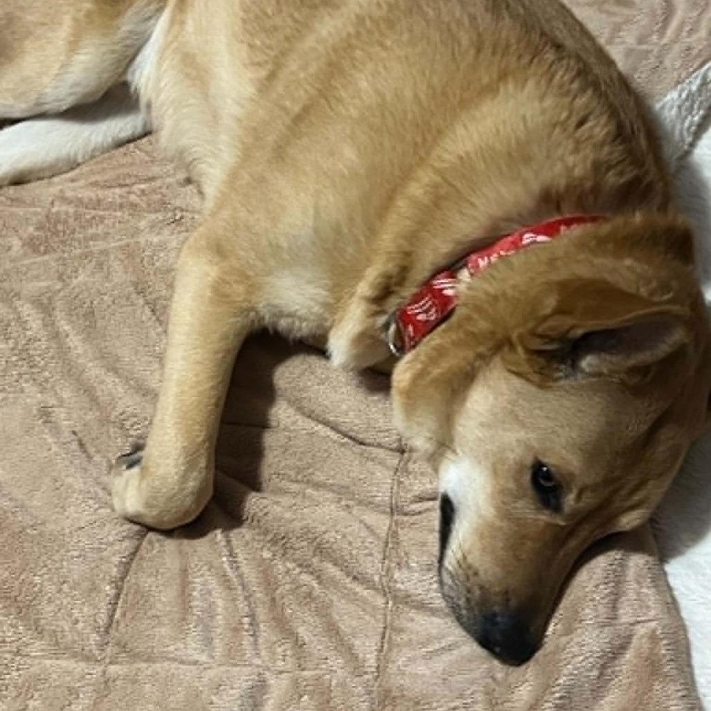 Archer, Adoptable, Adult Male Mixed Breed.