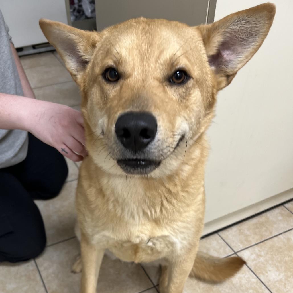 Archer, Adoptable, Adult Male Mixed Breed.