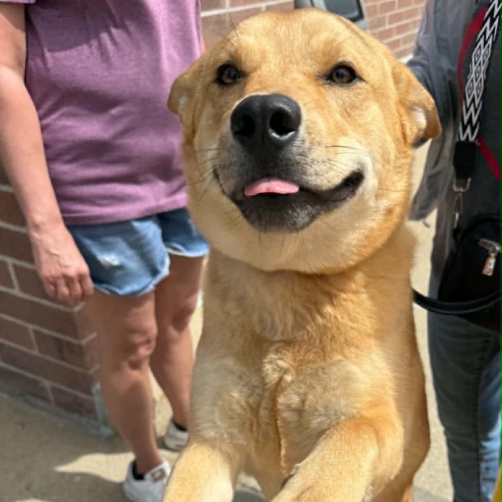 Archer, a Adoptable Mixed Breed in Pekin, IL image 3/6