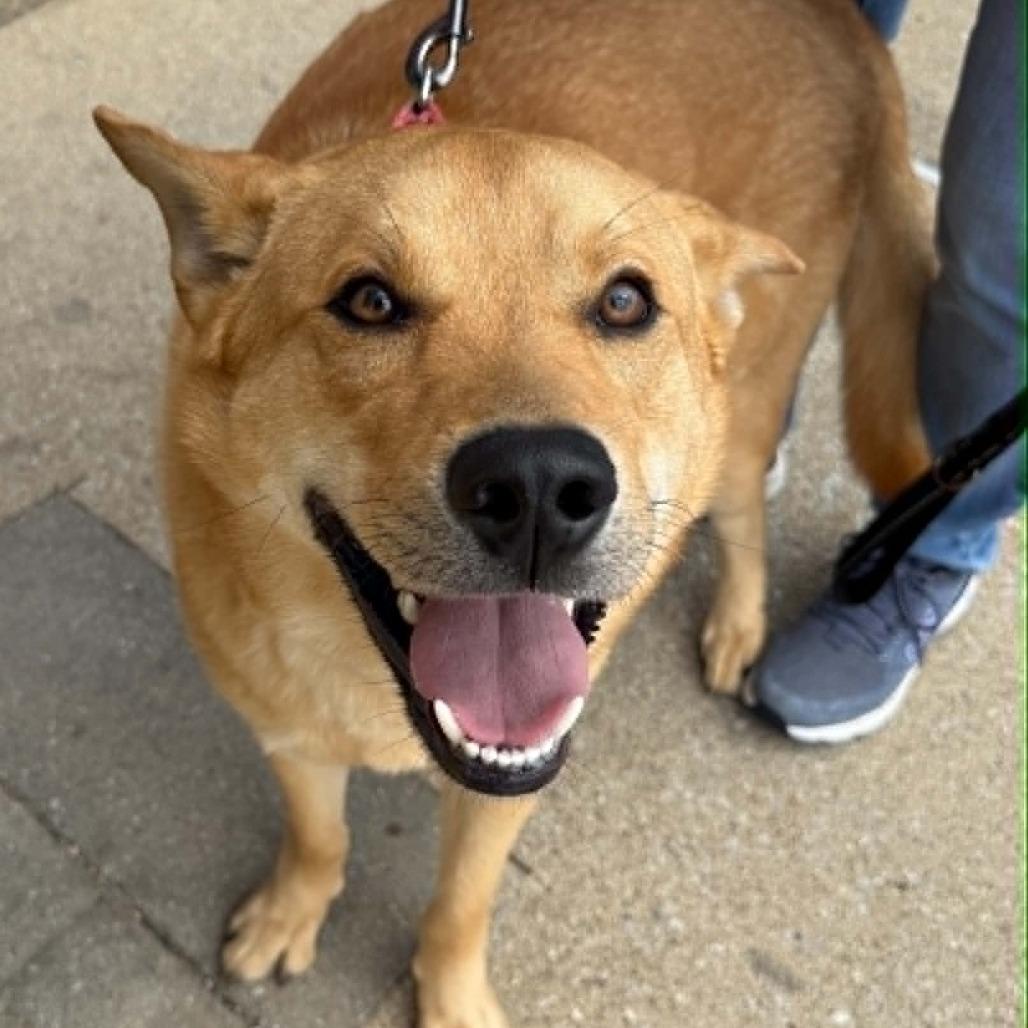 Archer, a Adoptable Mixed Breed in Pekin, IL image 4/6