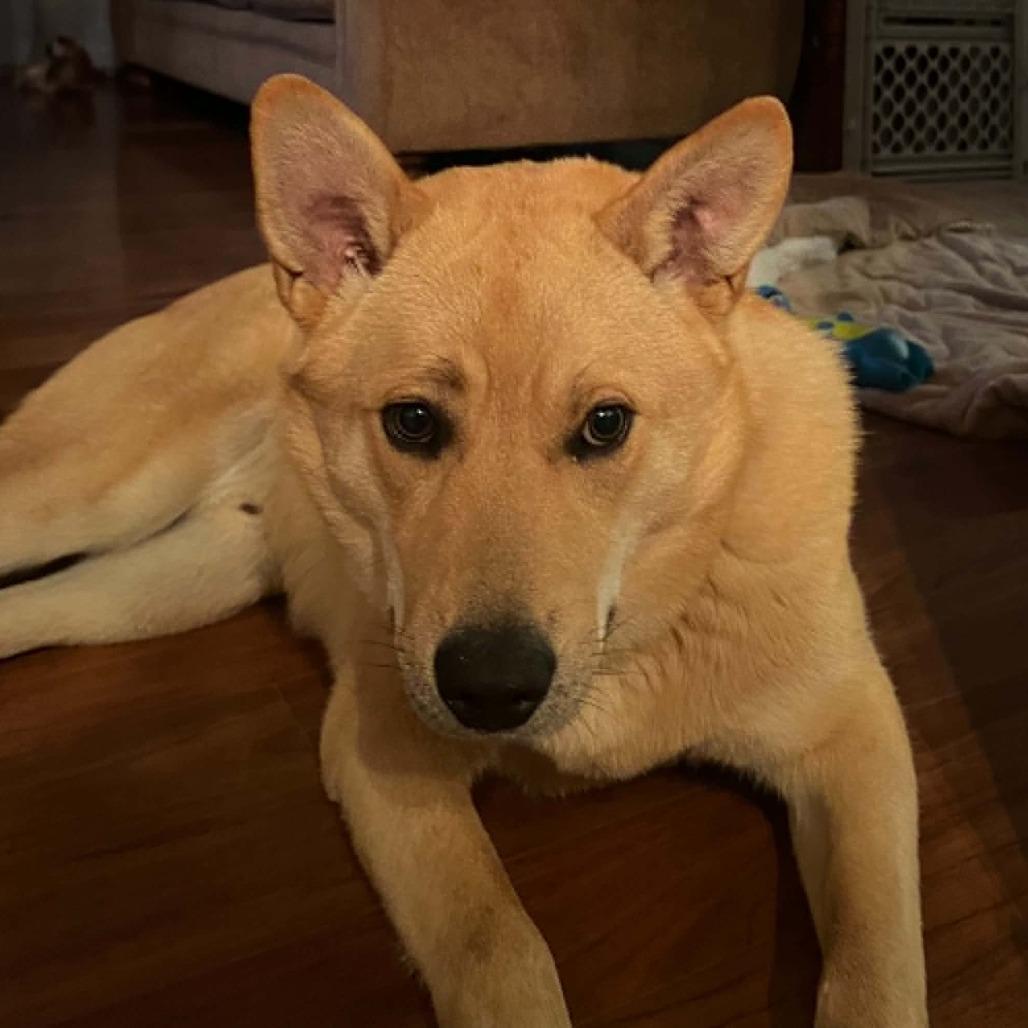 Archer, a Adoptable Mixed Breed in Pekin, IL image 5/6