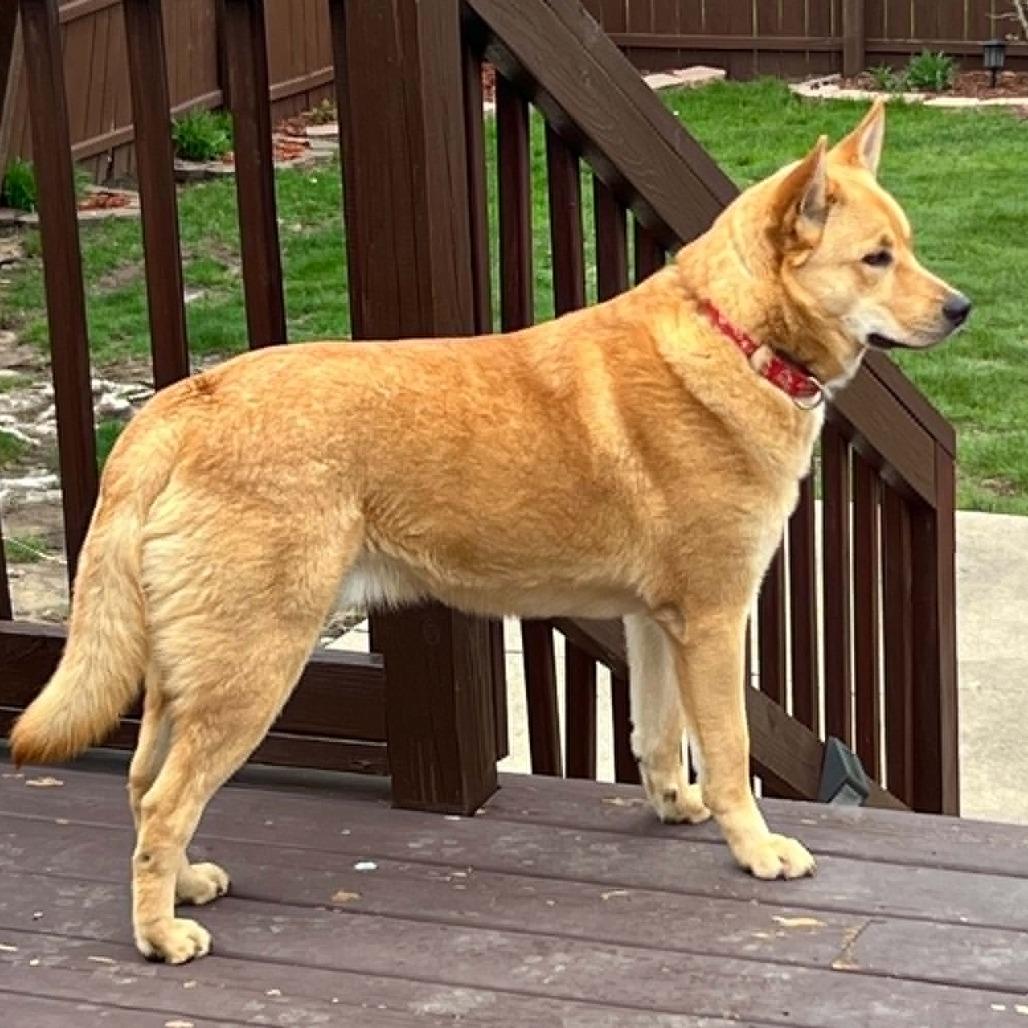 Archer, a Adoptable Mixed Breed in Pekin, IL image 6/6