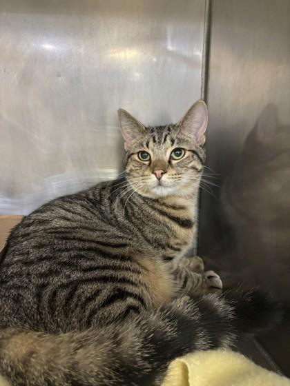 Jalapeno, adoptable, Young Male Domestic Short Hair.