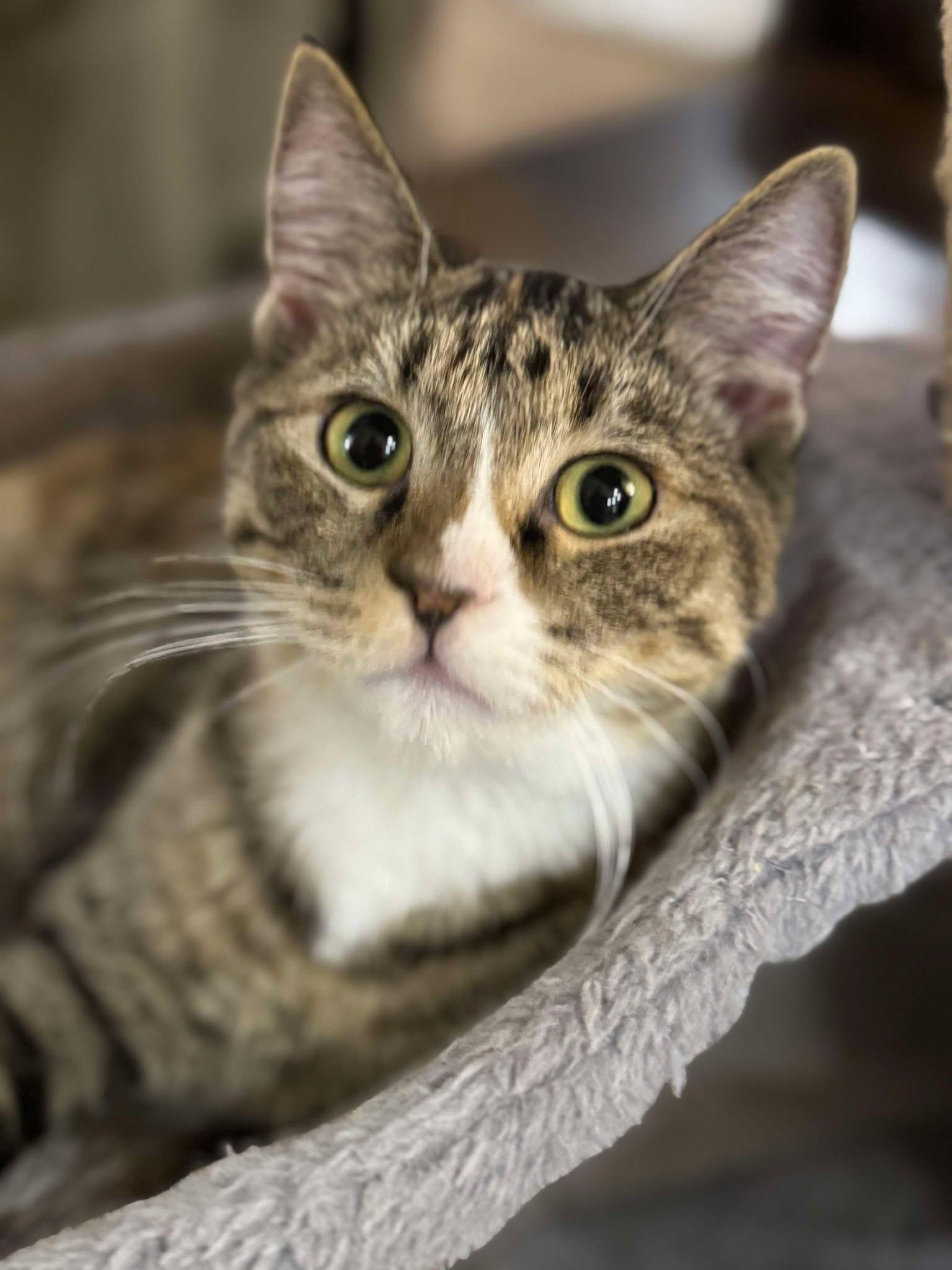 Parker, an adoptable Domestic Short Hair in Sioux Falls, SD, 57101 | Photo Image 1