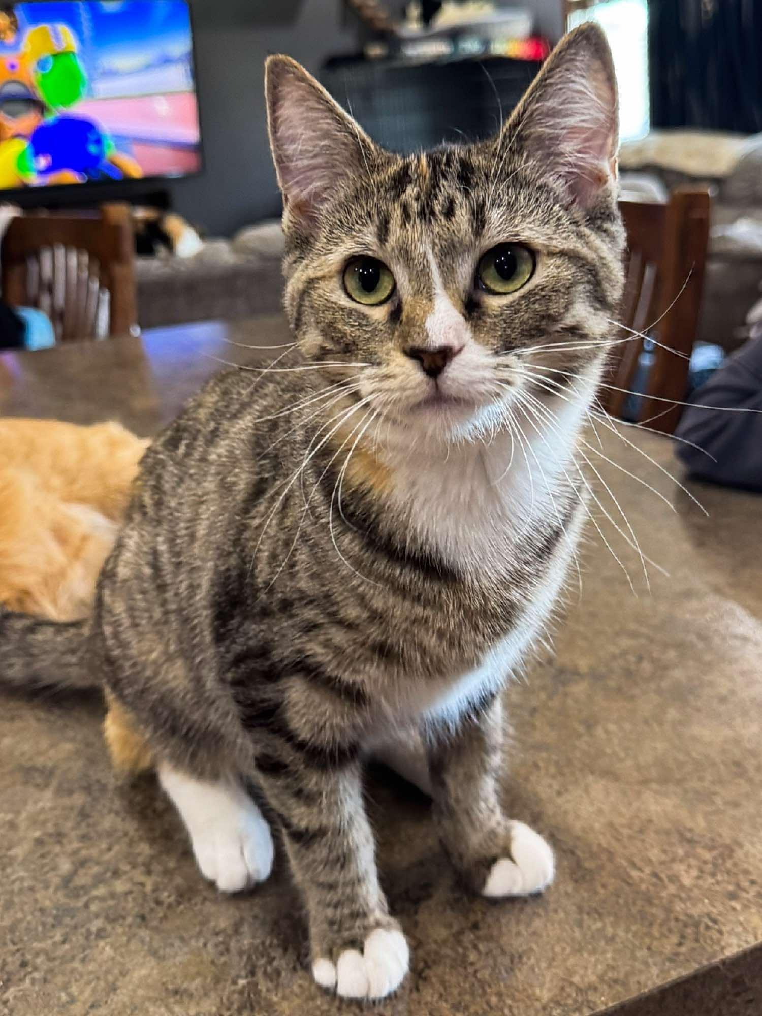 Parker, an adoptable Domestic Short Hair in Sioux Falls, SD, 57101 | Photo Image 2