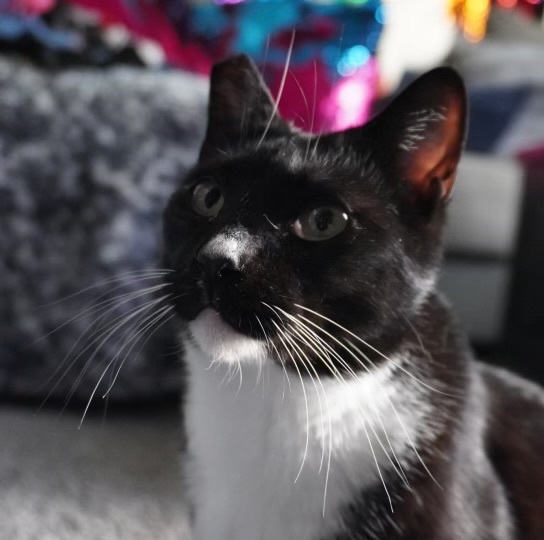 White Nose  photo 4