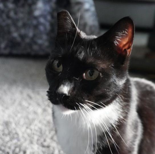 White Nose  photo 2