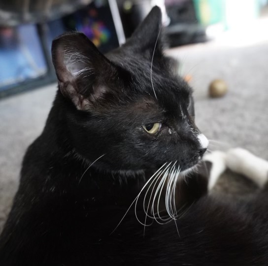 White Nose  photo 5