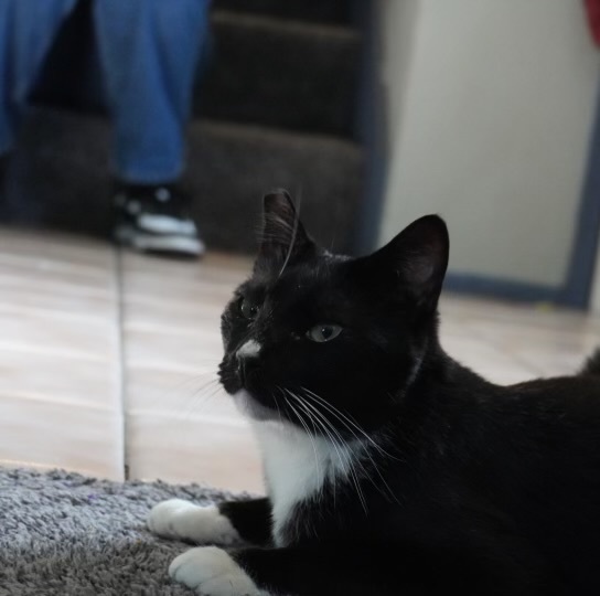 White Nose  photo 1