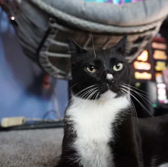 White Nose photo 3