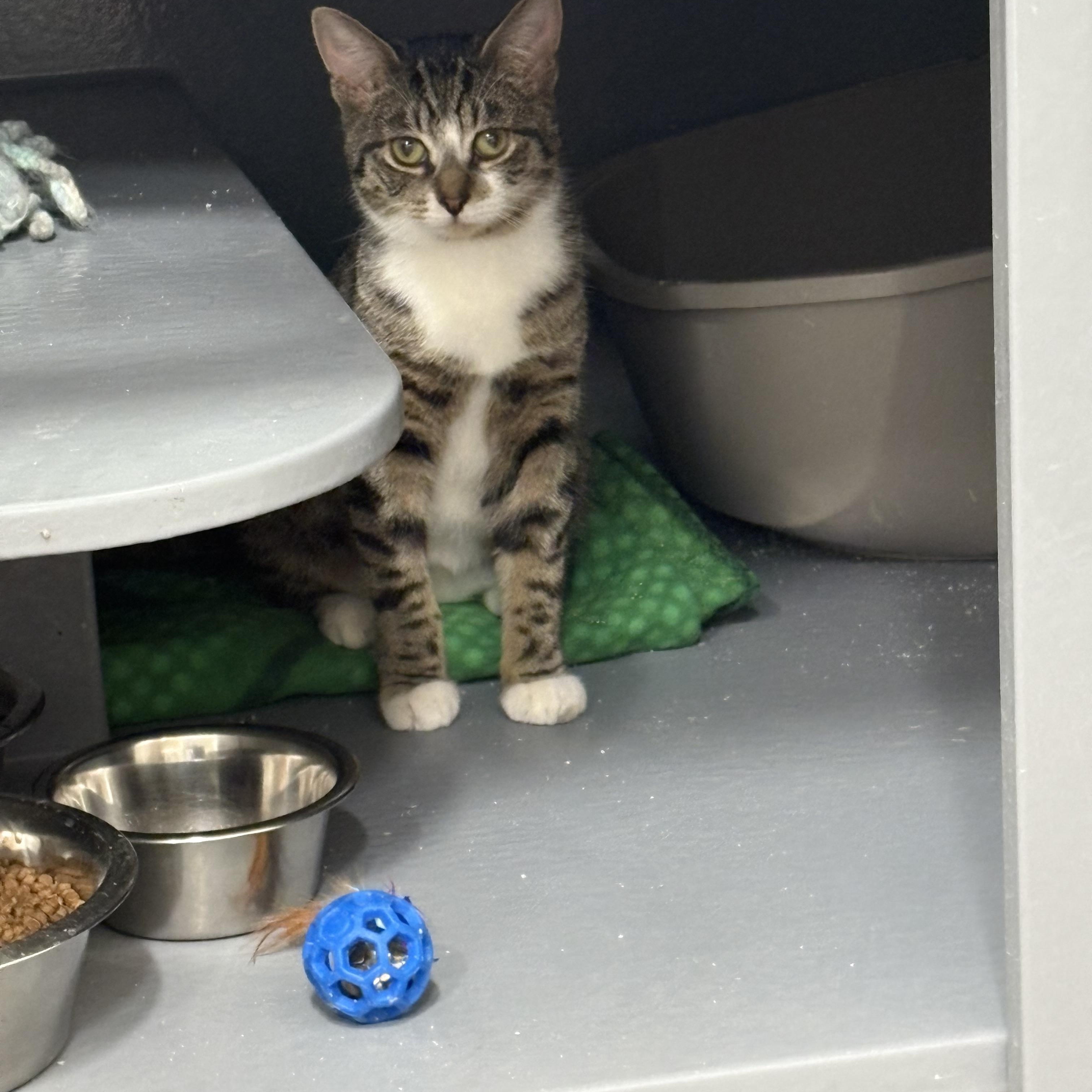 Enlarge Sera, an adopted Domestic Short Hair in Fredericton, NB image 3/6