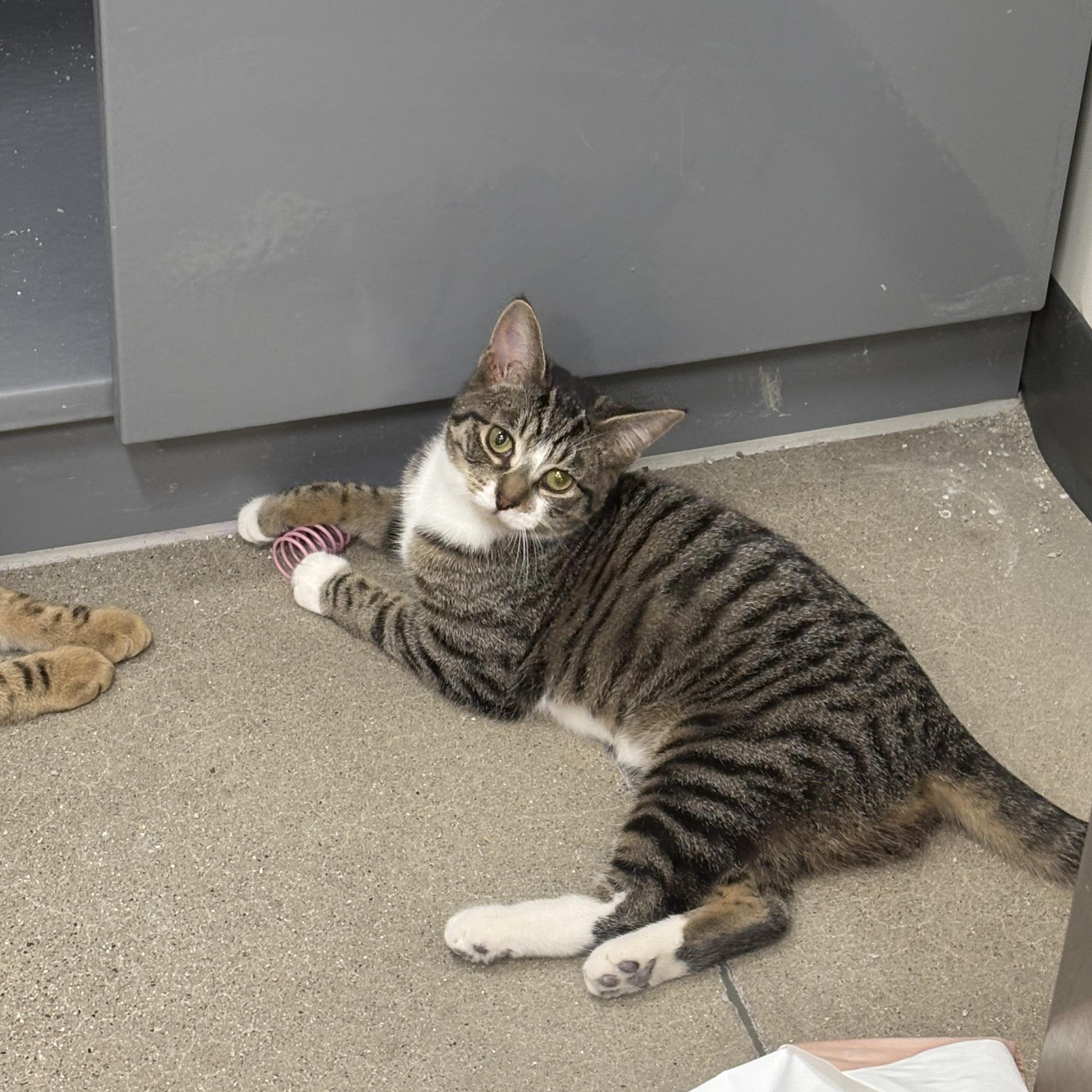 Enlarge Sera, an adopted Domestic Short Hair in Fredericton, NB image 2/6