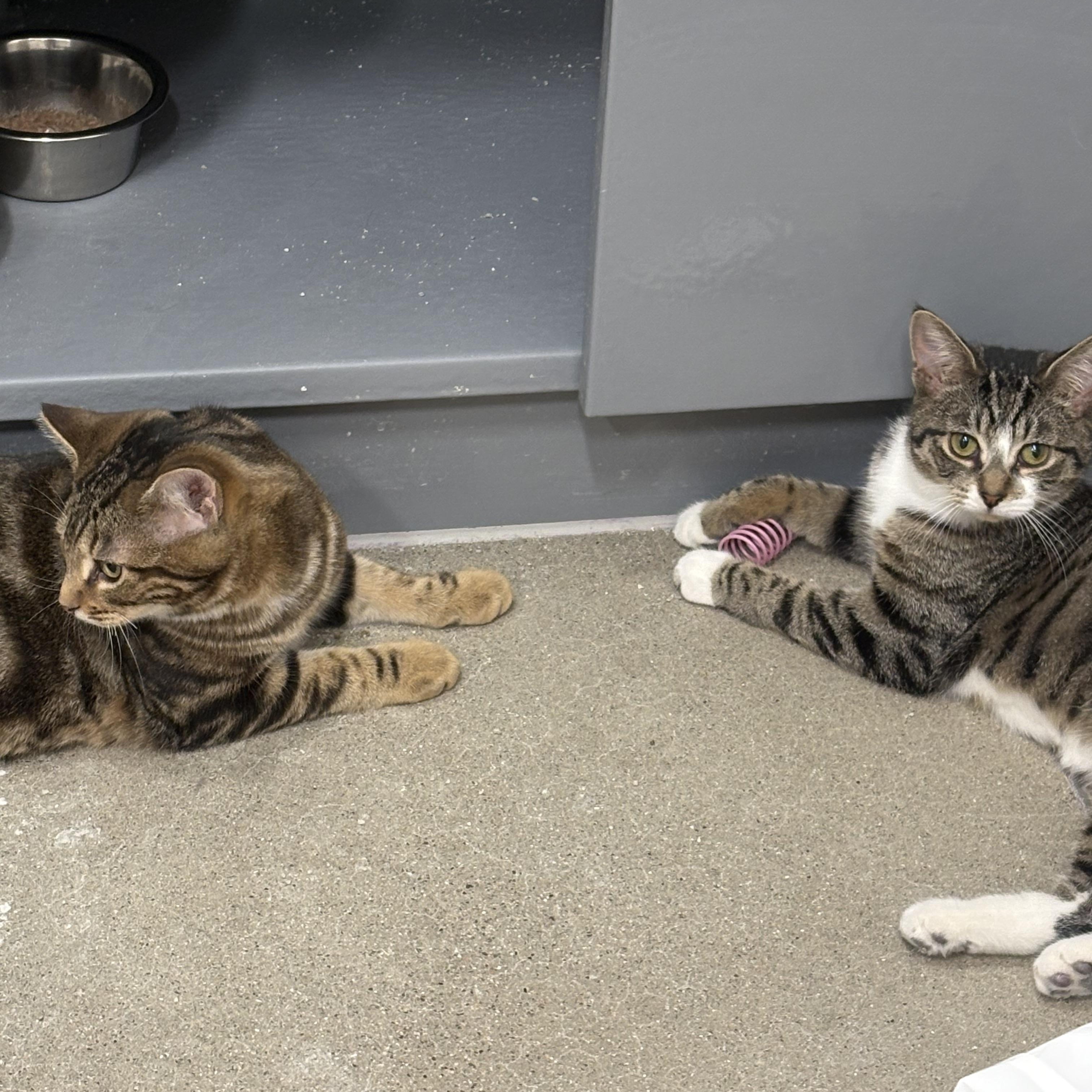 Enlarge Sera, an adopted Domestic Short Hair in Fredericton, NB image 5/6