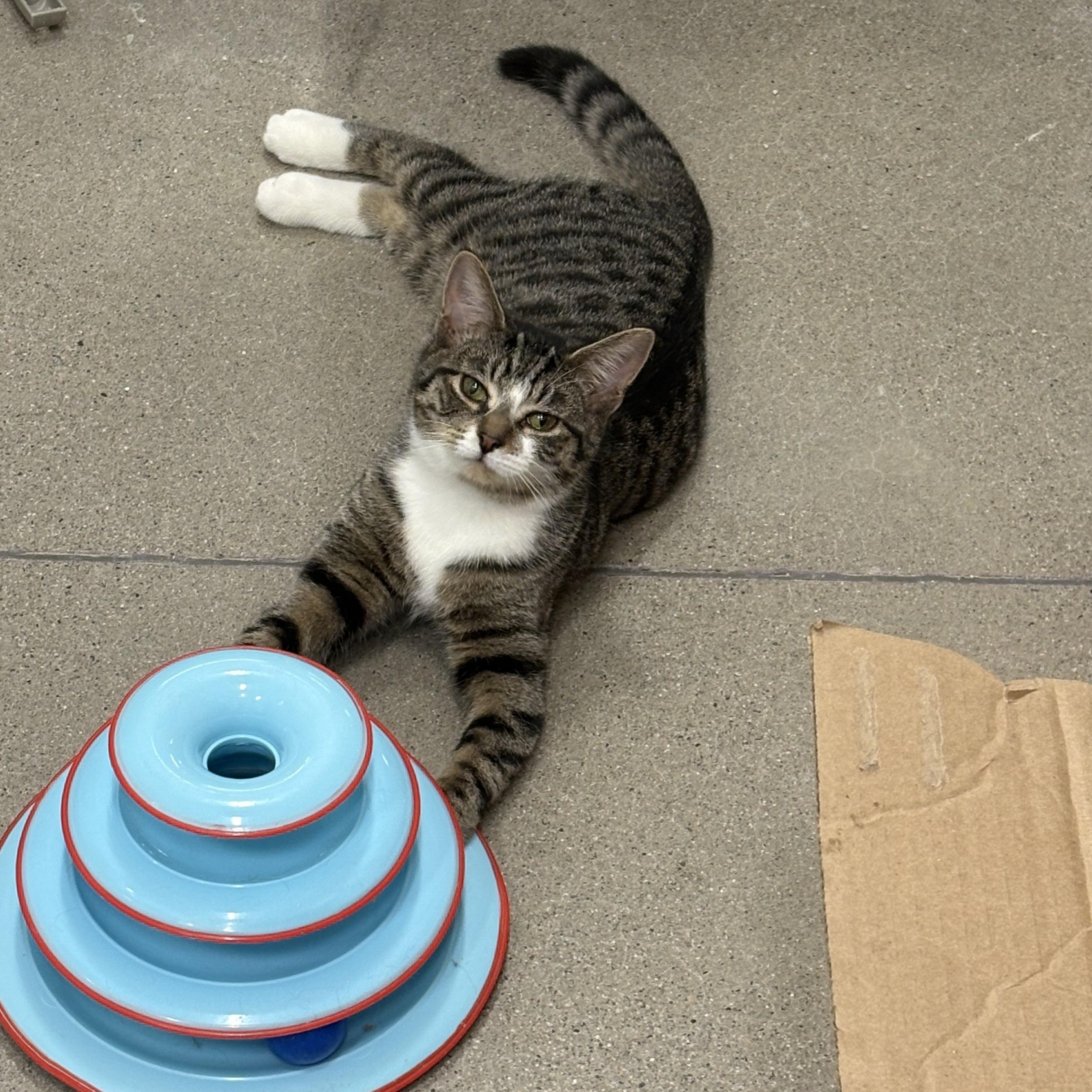 Enlarge Sera, an adopted Domestic Short Hair in Fredericton, NB image 1/6