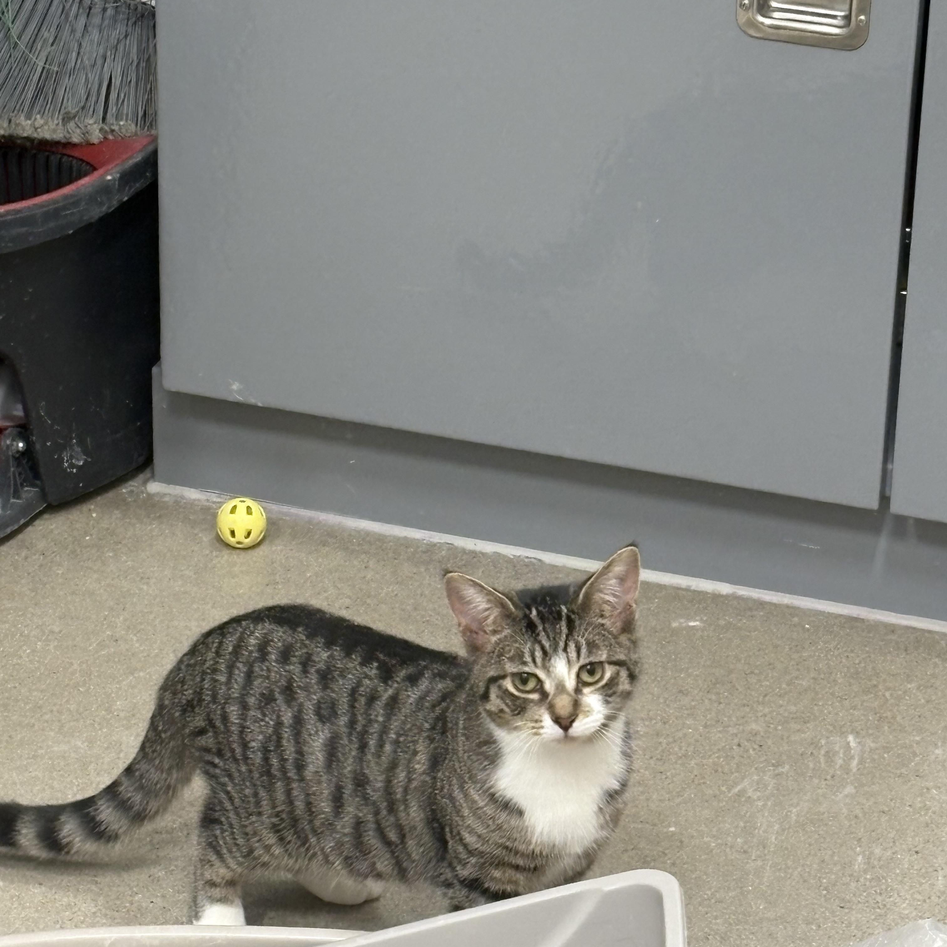 Enlarge Sera, an adopted Domestic Short Hair in Fredericton, NB image 6/6