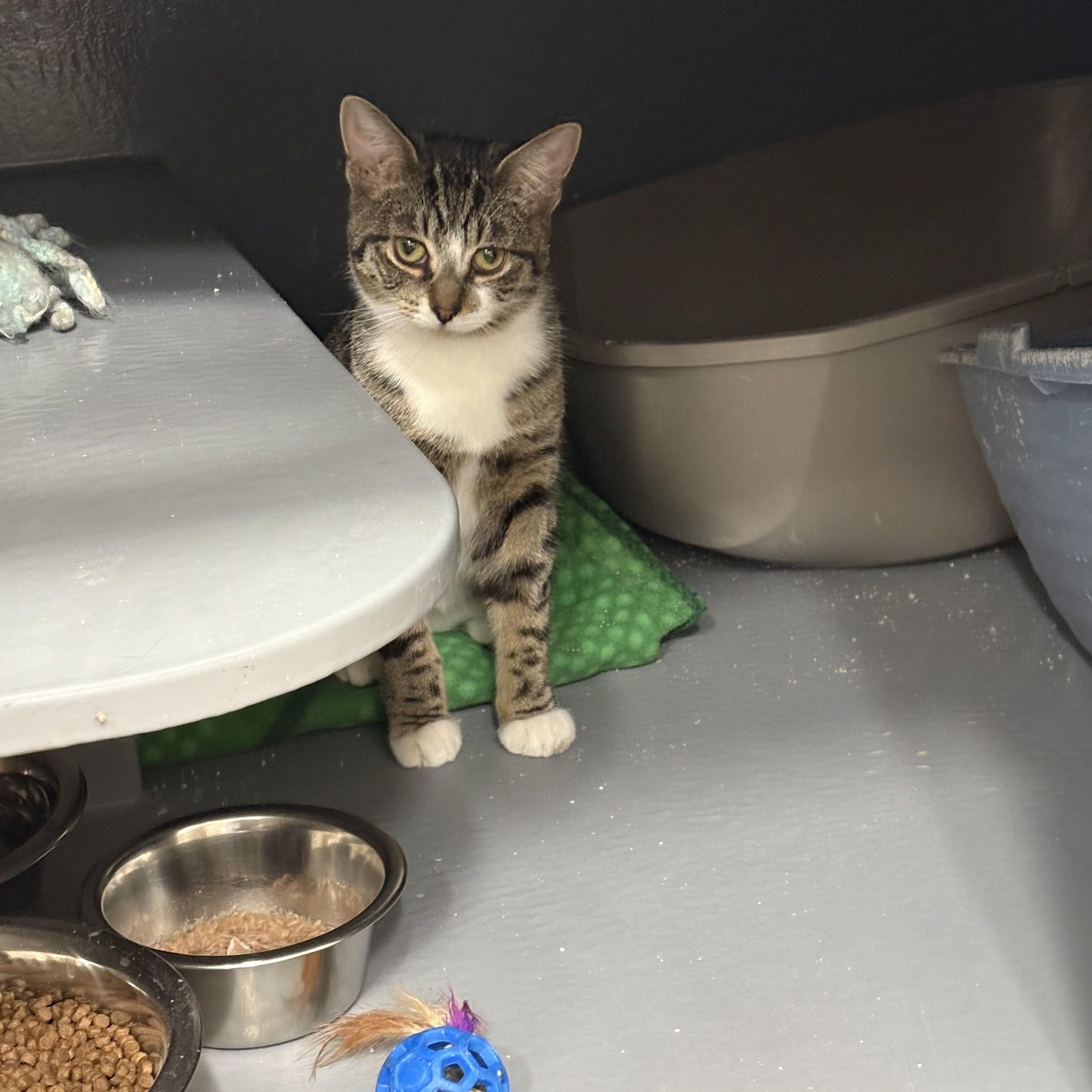 Enlarge Sera, an adopted Domestic Short Hair in Fredericton, NB image 4/6