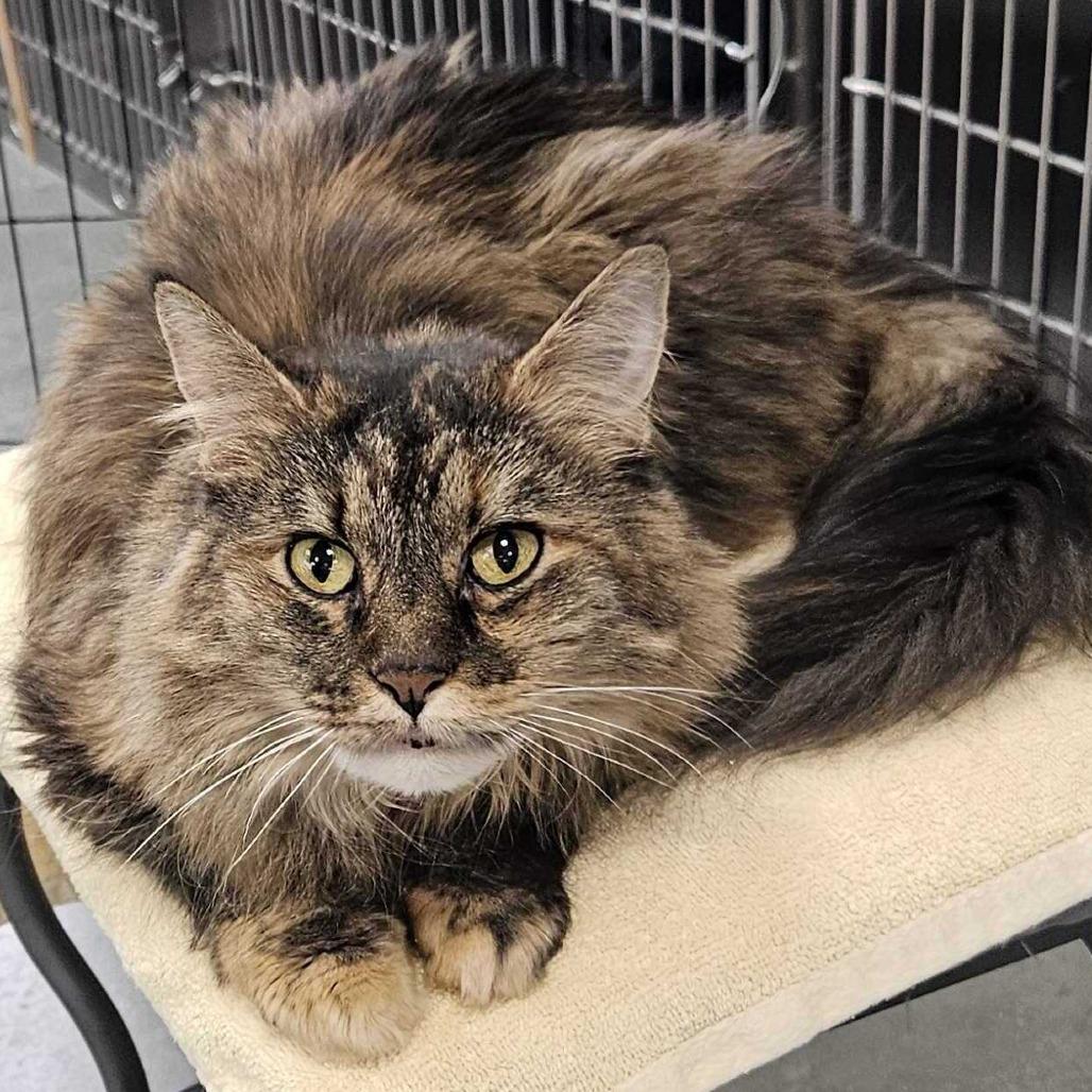 Enlarge Winnie, a Adoptable Maine Coon in Dover, NH image 1/3