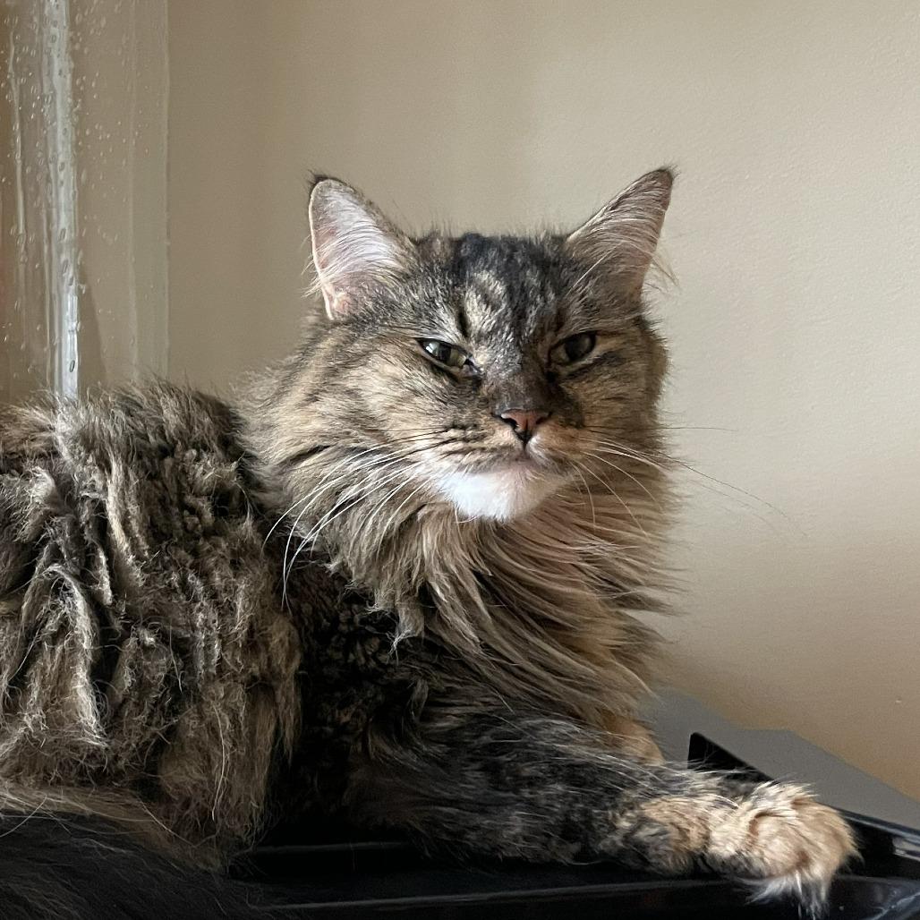 Enlarge Winnie, a Adoptable Maine Coon in Dover, NH image 2/3