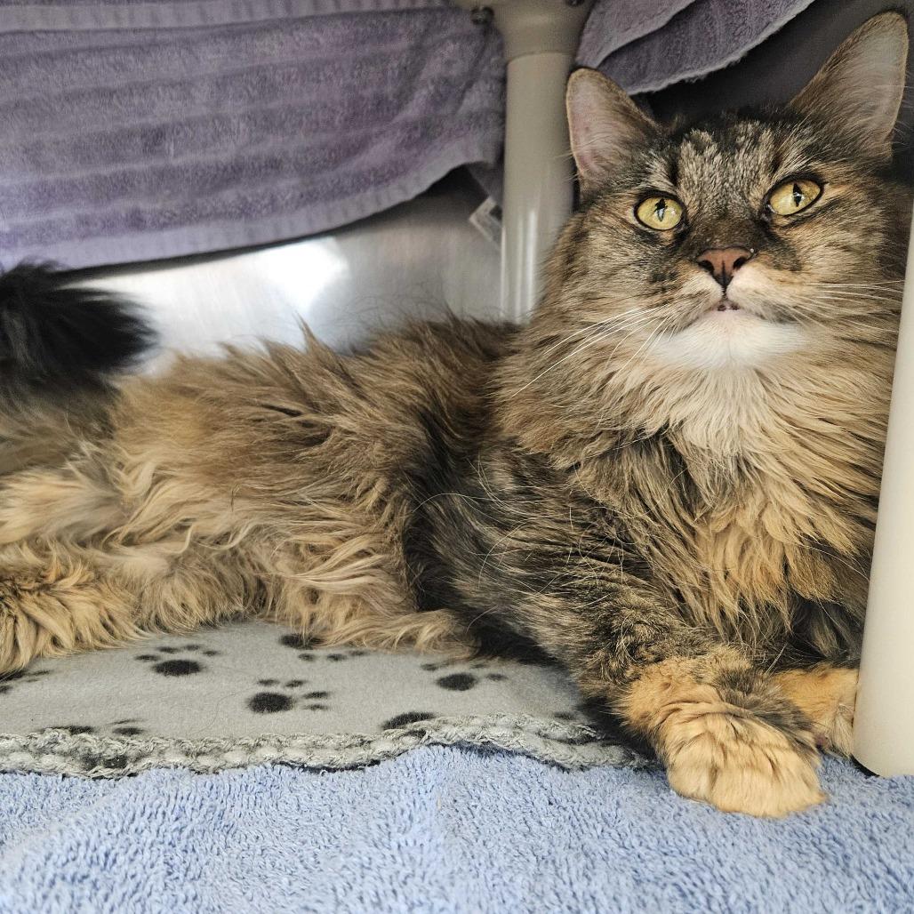 Enlarge Winnie, a Adoptable Maine Coon in Dover, NH image 3/3