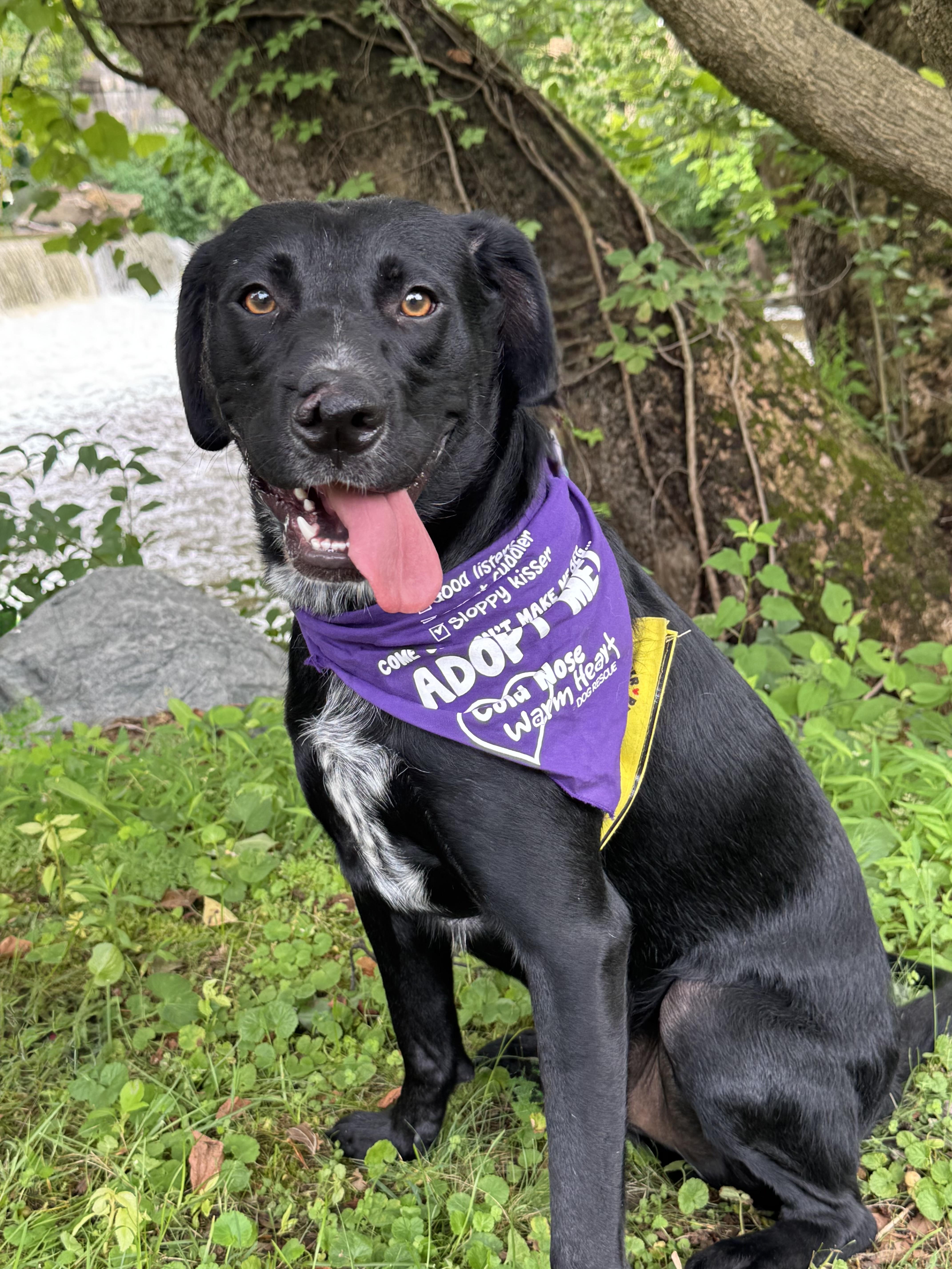 Barnaby, a ADOPTABLE mixed breed in Succasunna, NJ image 4/6