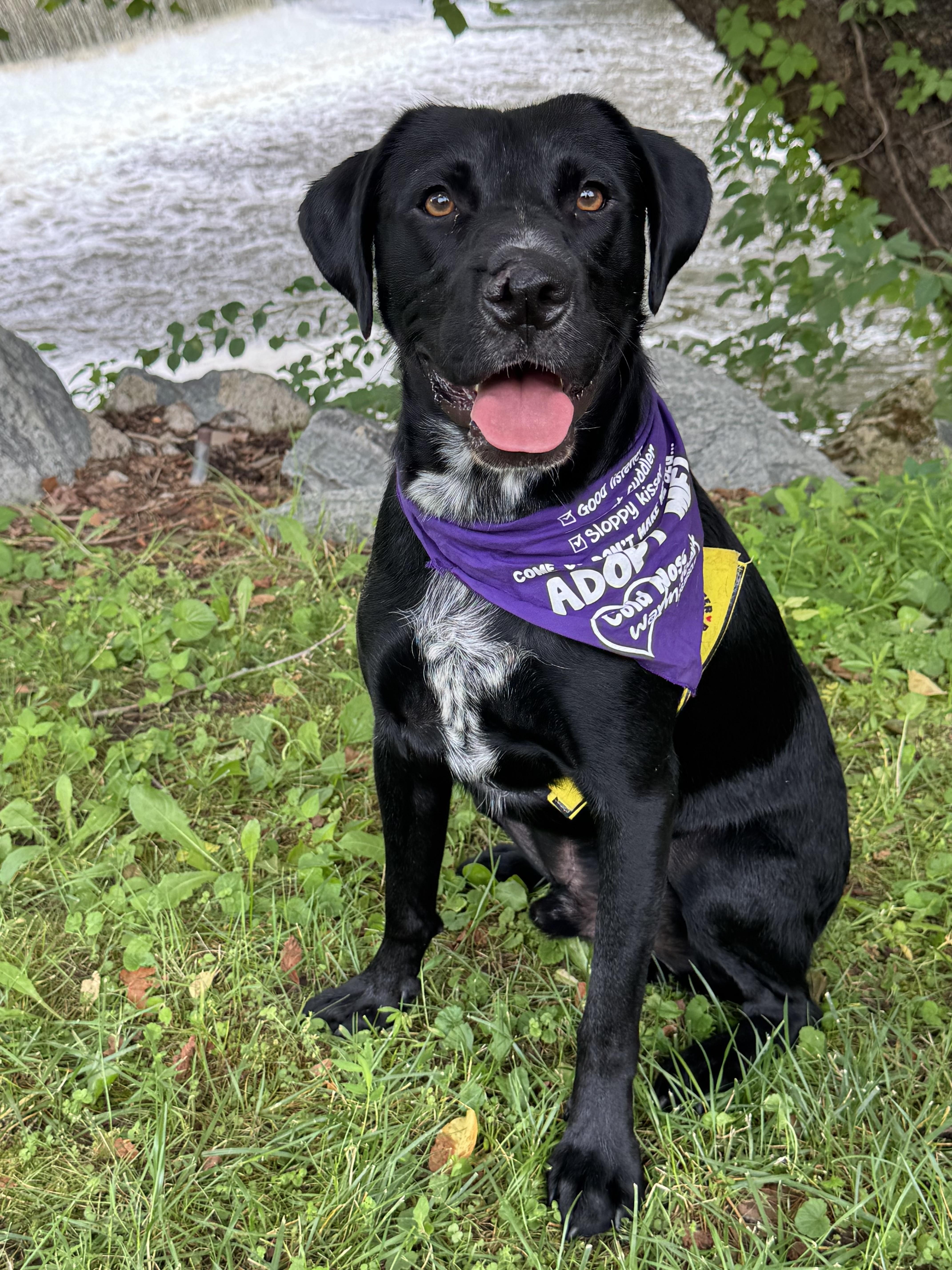 Barnaby, a ADOPTABLE mixed breed in Succasunna, NJ image 3/6
