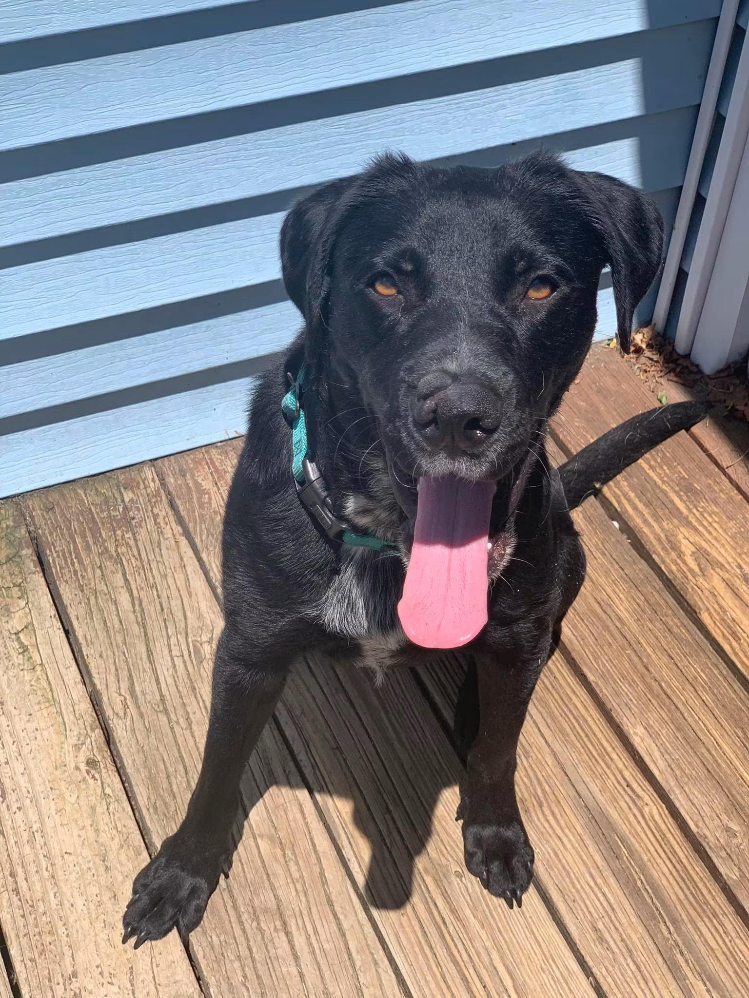 Enlarge Barber, a ADOPTABLE mixed breed in Succasunna, NJ image 5/5
