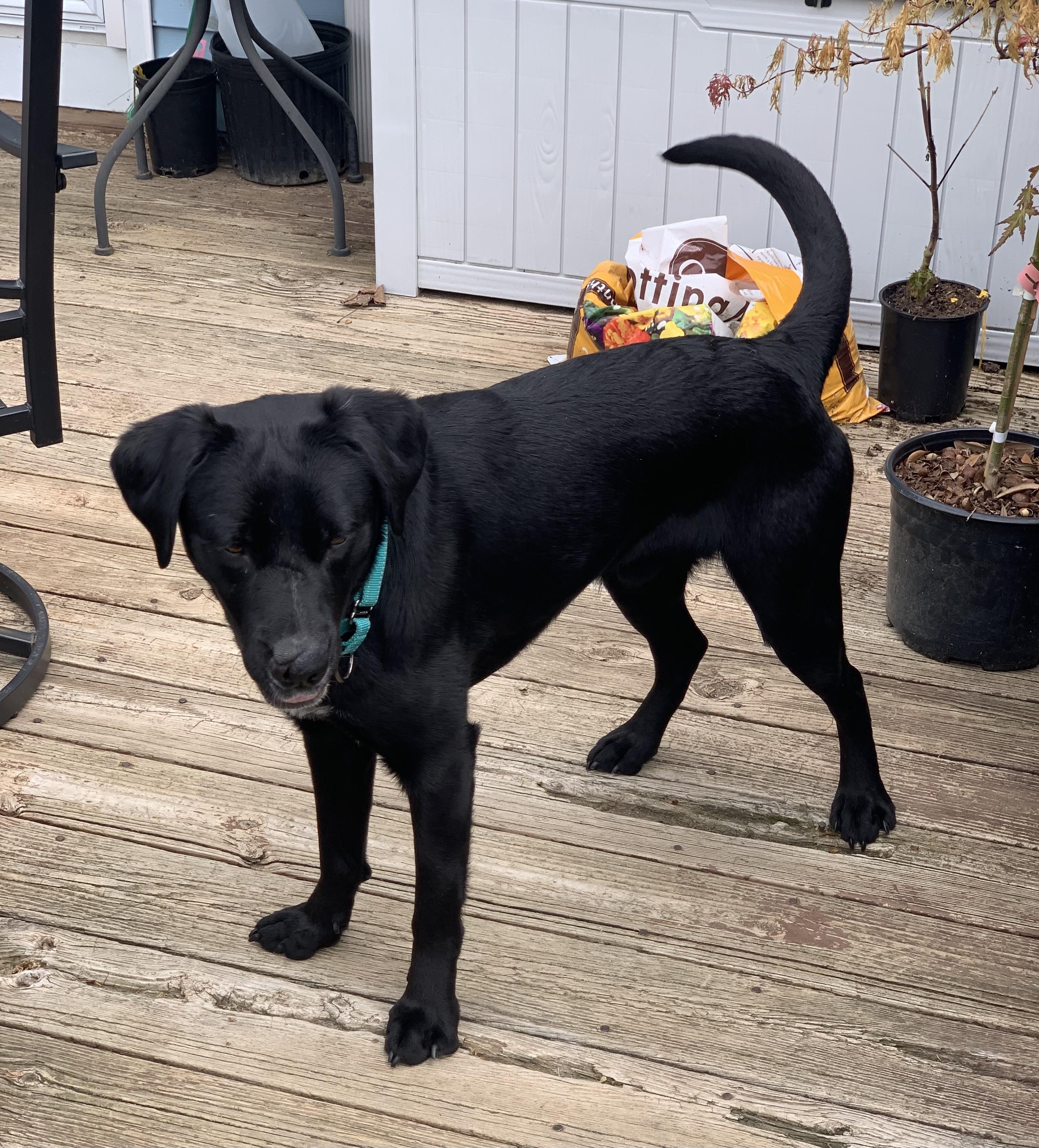 Enlarge Barber, a ADOPTABLE mixed breed in Succasunna, NJ image 2/5