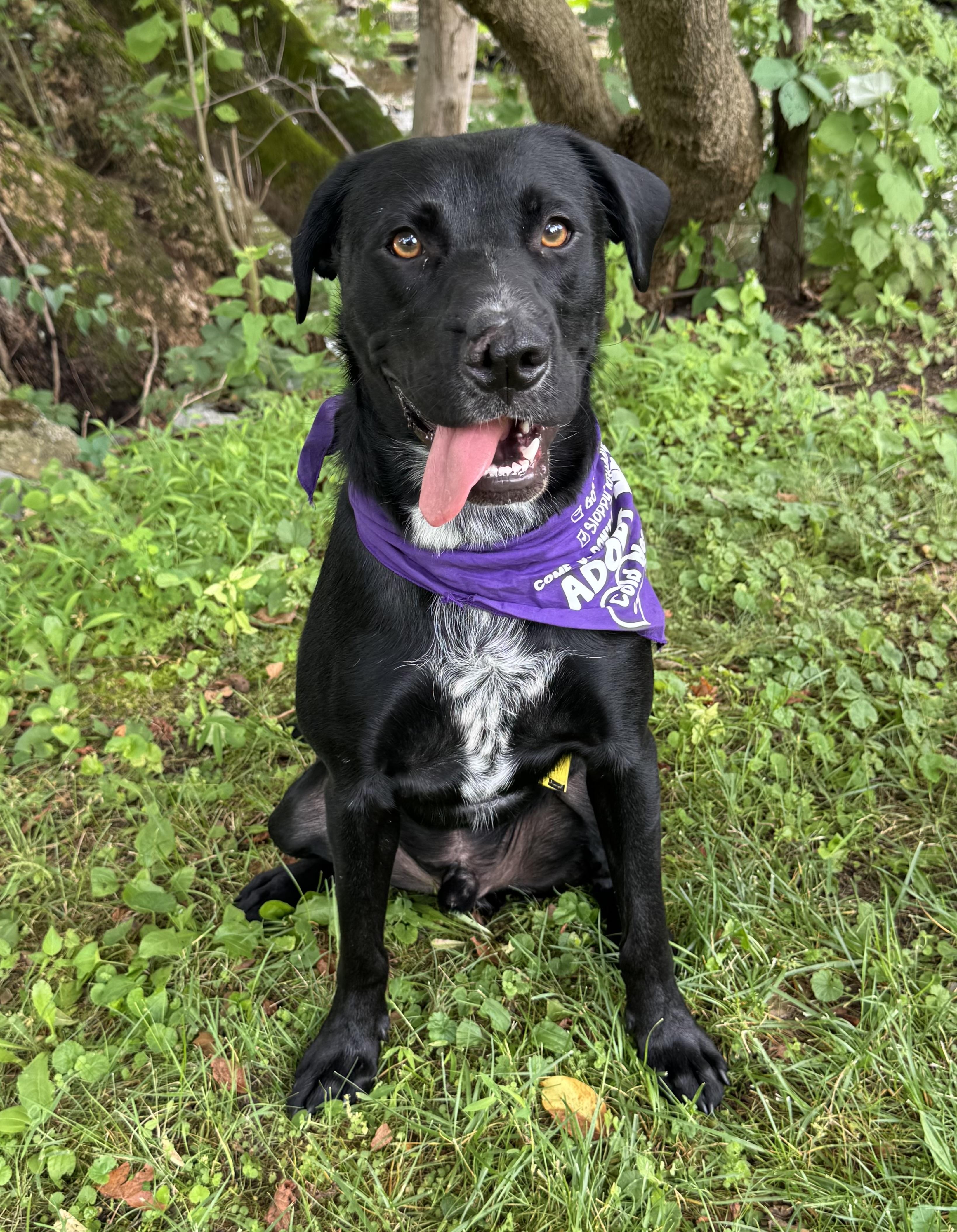 Barnaby, ADOPTABLE, Adult Male Black Labrador Retriever & Pointer.