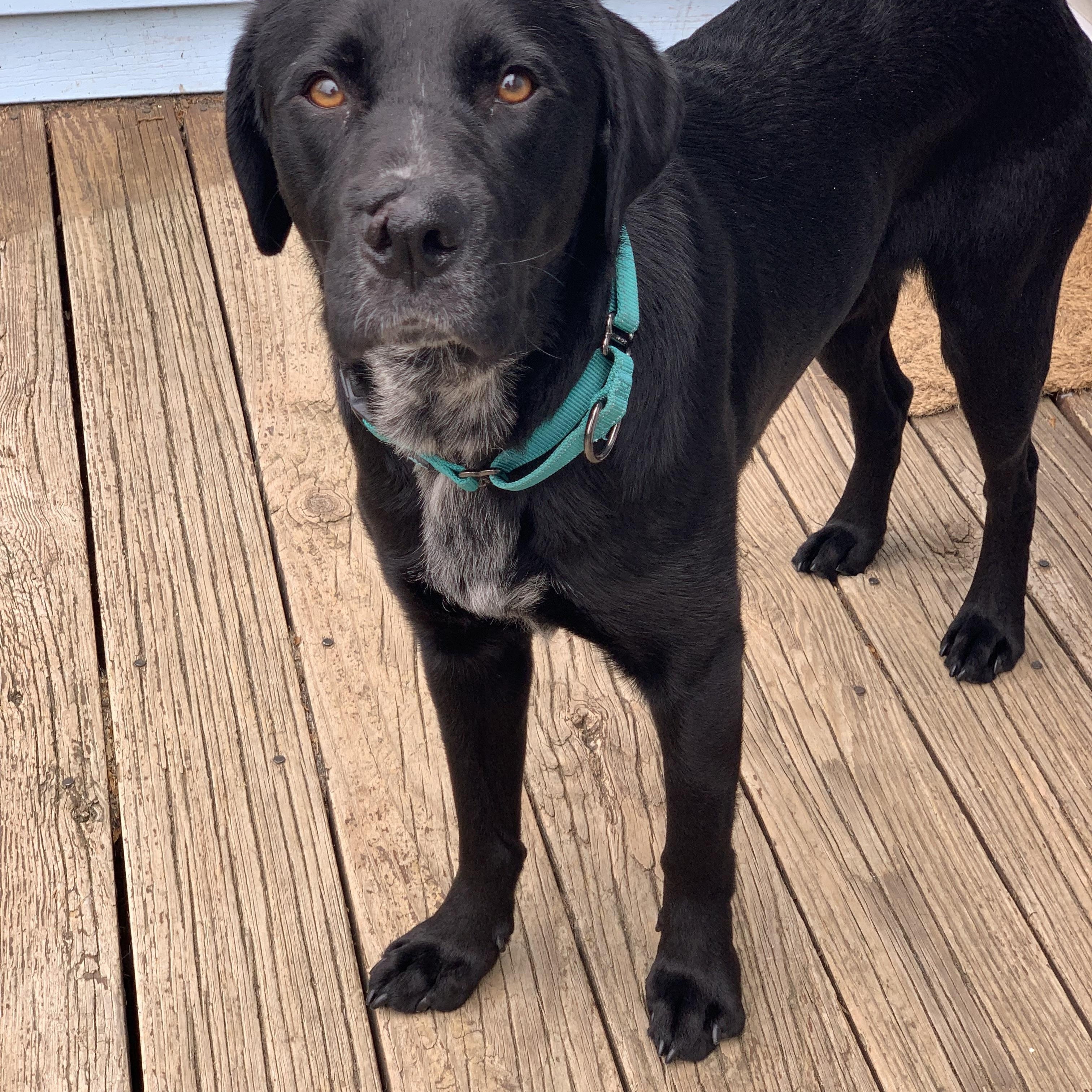 Barber, ADOPTABLE, Adult Male Black Labrador Retriever & Pointer.
