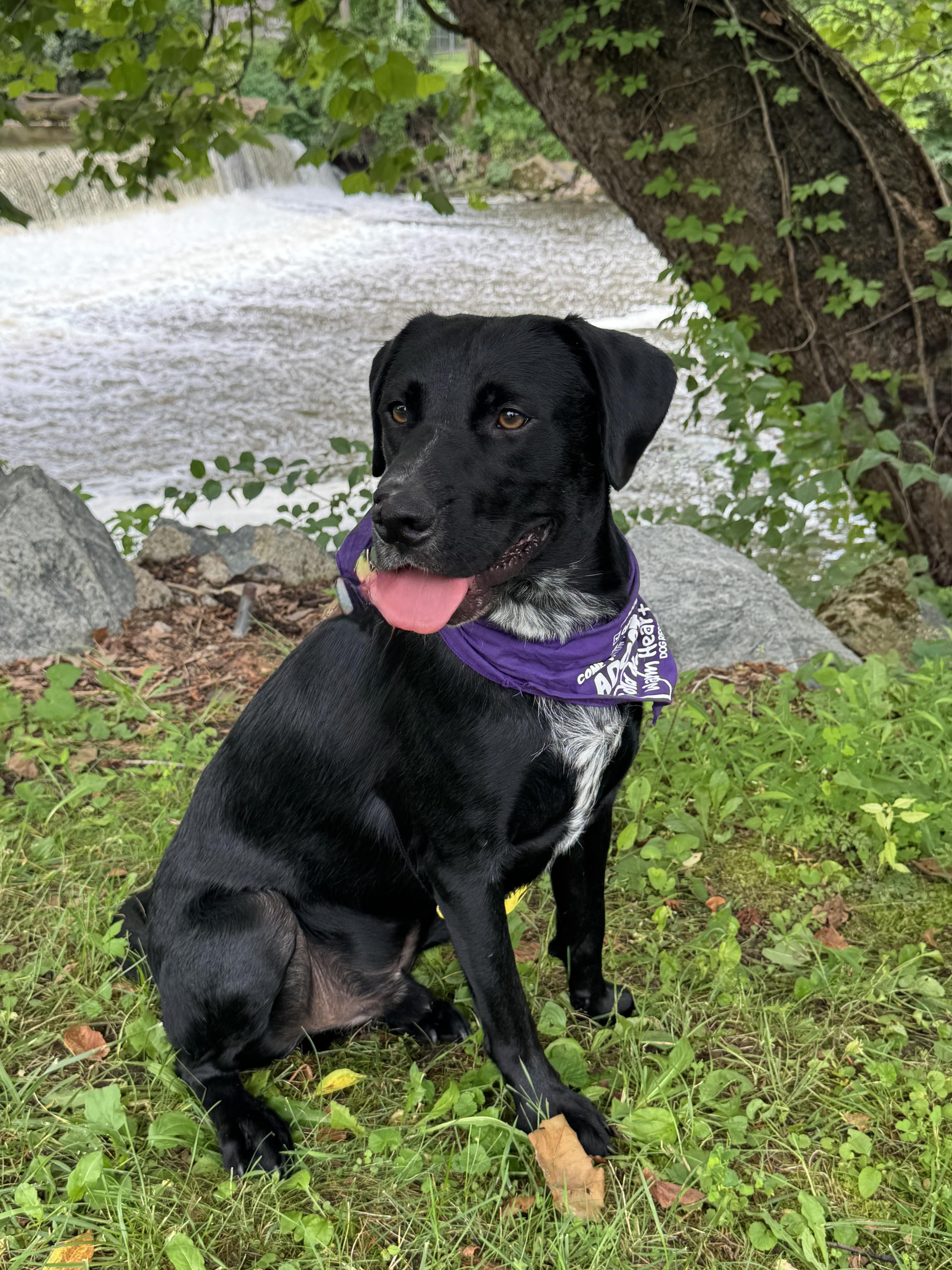 Barnaby, a ADOPTABLE mixed breed in Succasunna, NJ image 6/6