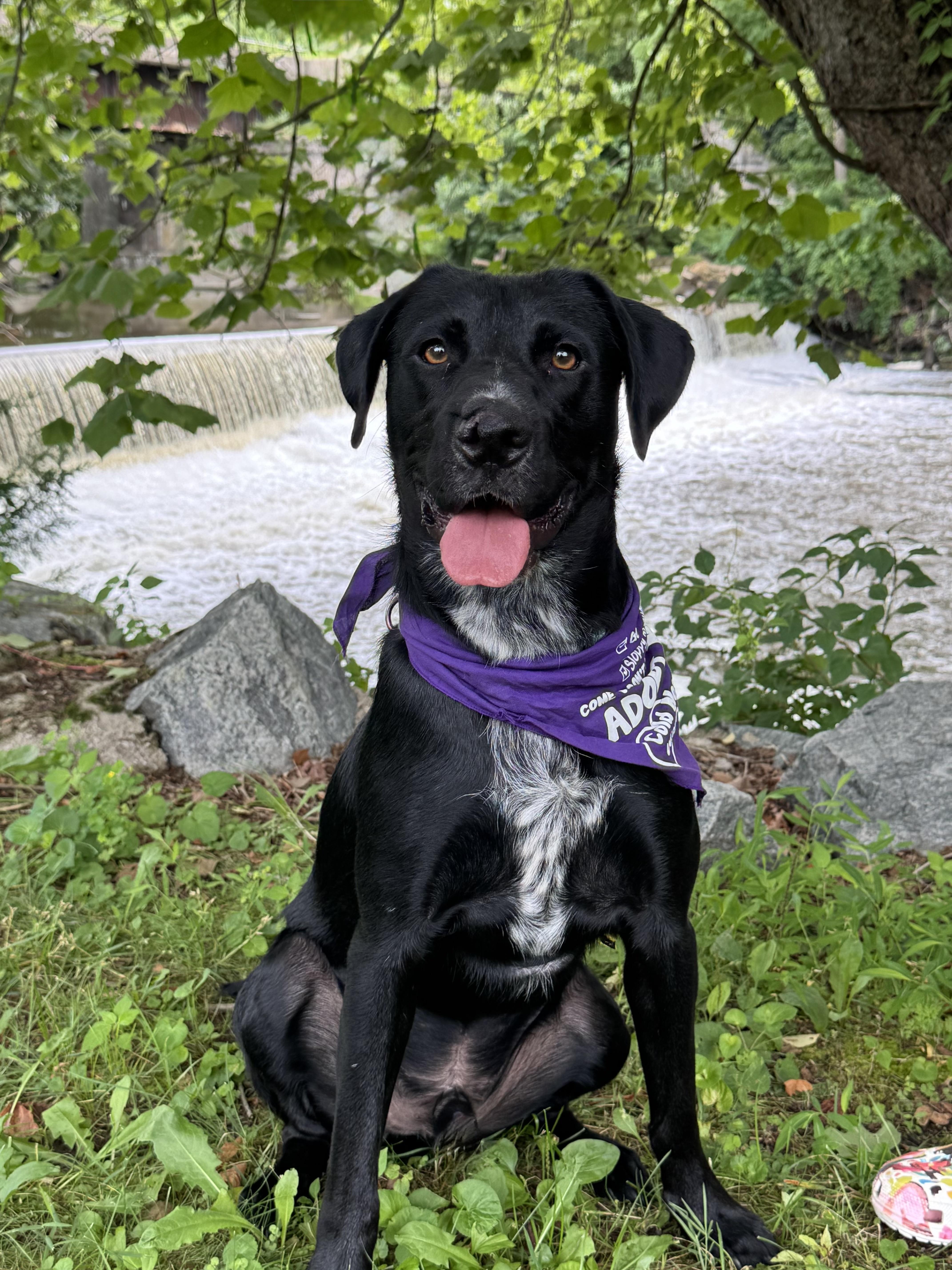 Barnaby, a ADOPTABLE mixed breed in Succasunna, NJ image 2/6