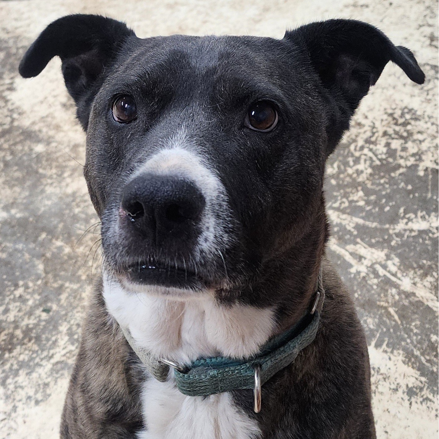 Cami, a Adoptable mixed breed in Mission, KS image 1/11