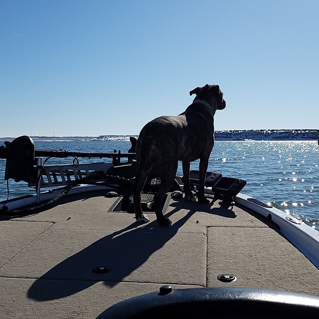 Enlarge Cami, a Adoptable mixed breed in Mission, KS image 7/11