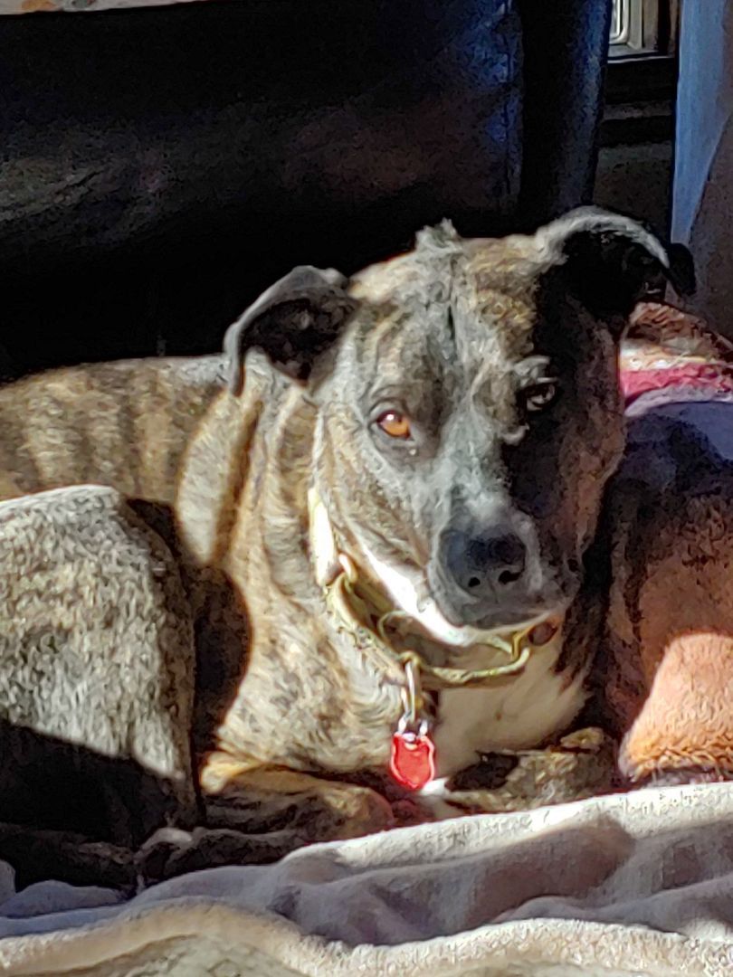 Enlarge Cami, a Adoptable mixed breed in Mission, KS image 9/11