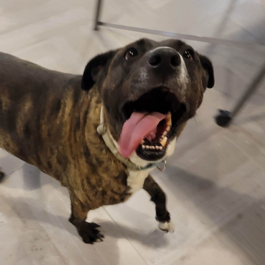 Enlarge Cami, a Adoptable mixed breed in Mission, KS image 10/11