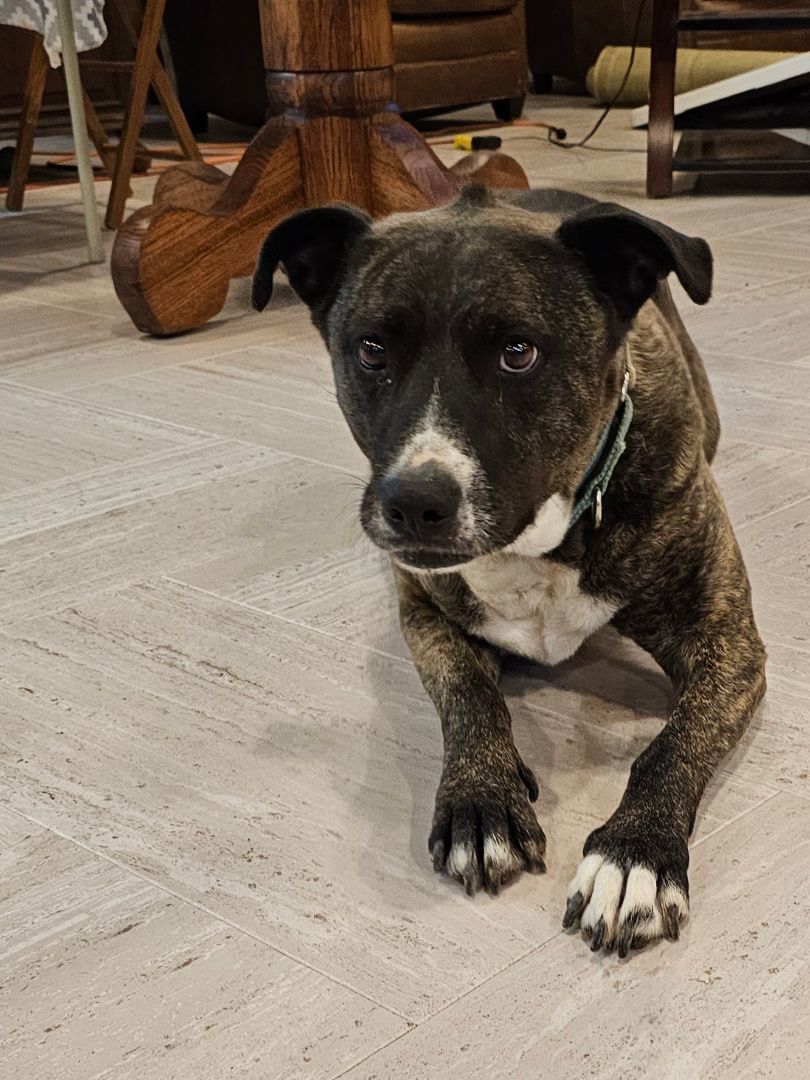 Enlarge Cami, a Adoptable mixed breed in Mission, KS image 11/11