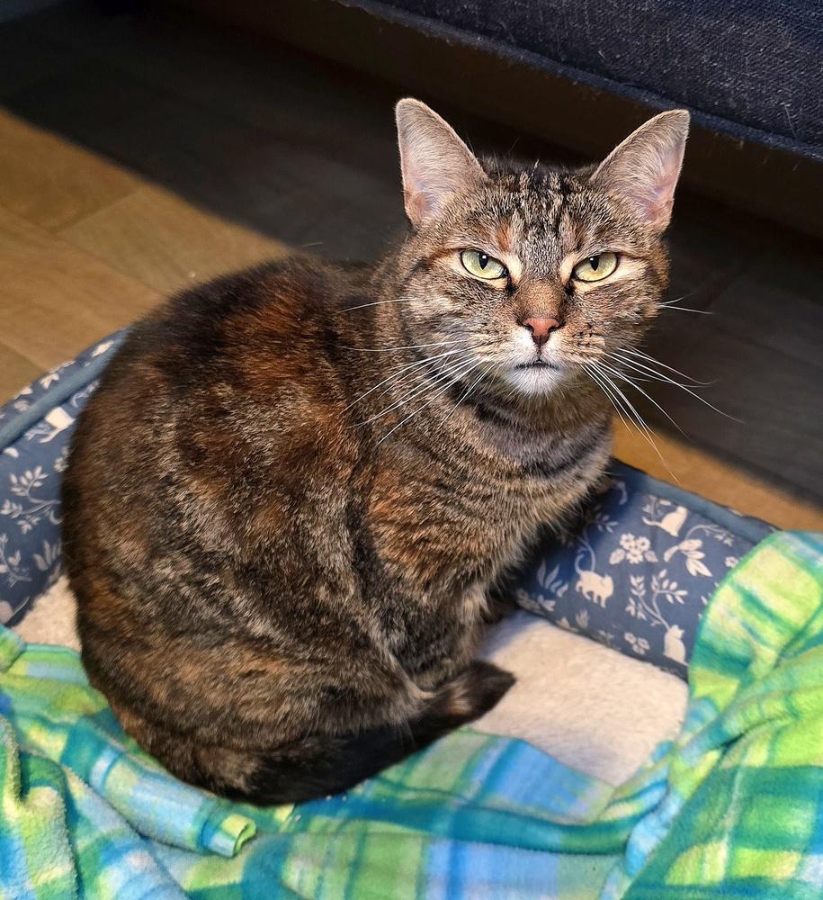 Misty, Adoptable, Adult Female Domestic Medium Hair.