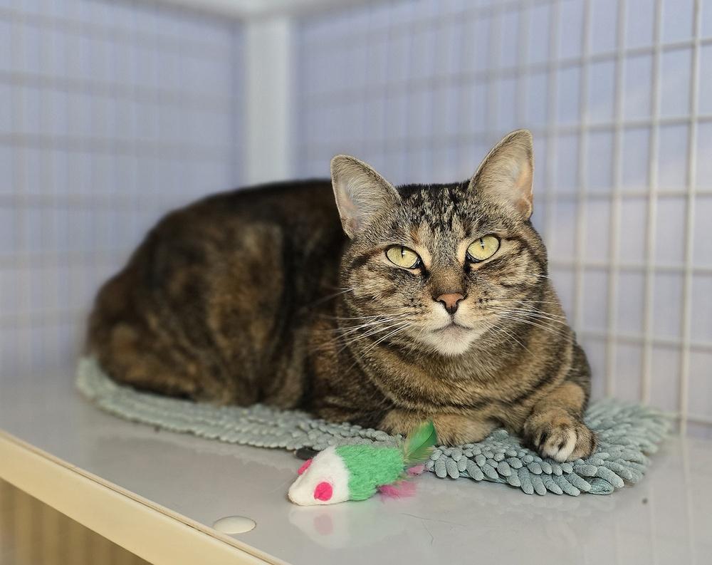 Enlarge Mista, a Adoptable mixed breed in Vancouver, WA image 1/2