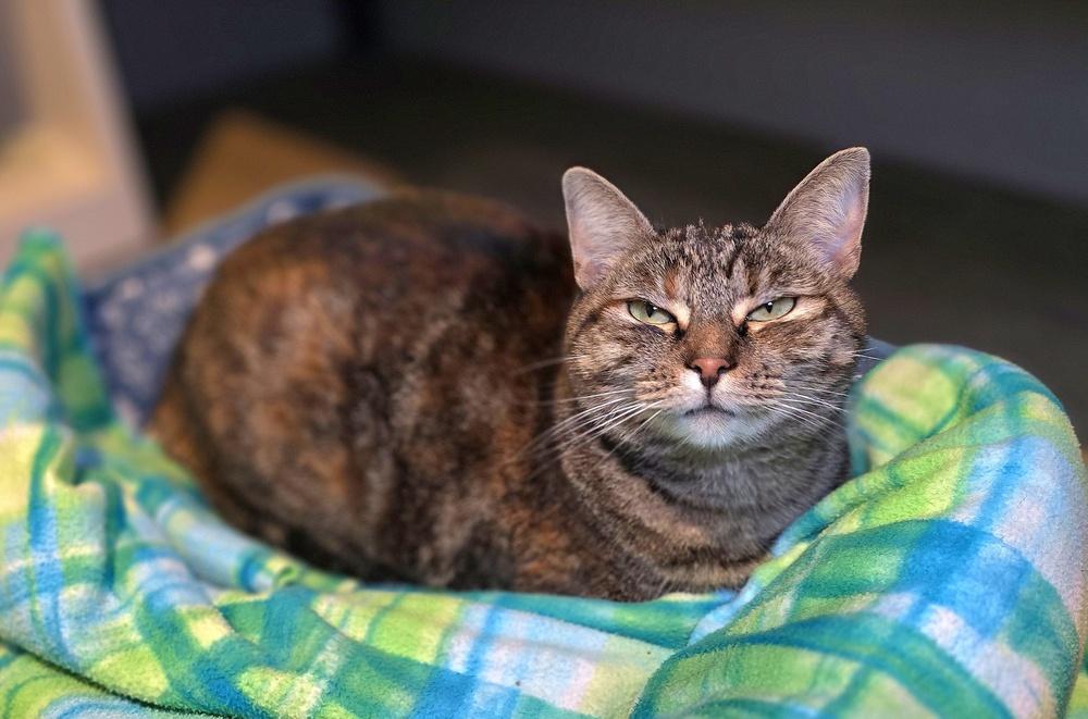 Enlarge Misty, a Adoptable mixed breed in Vancouver, WA image 3/4