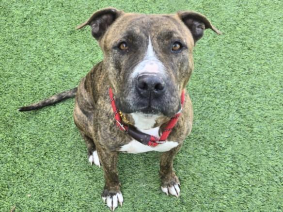 KAY, Adoptable, Adult Female Pit Bull Terrier.